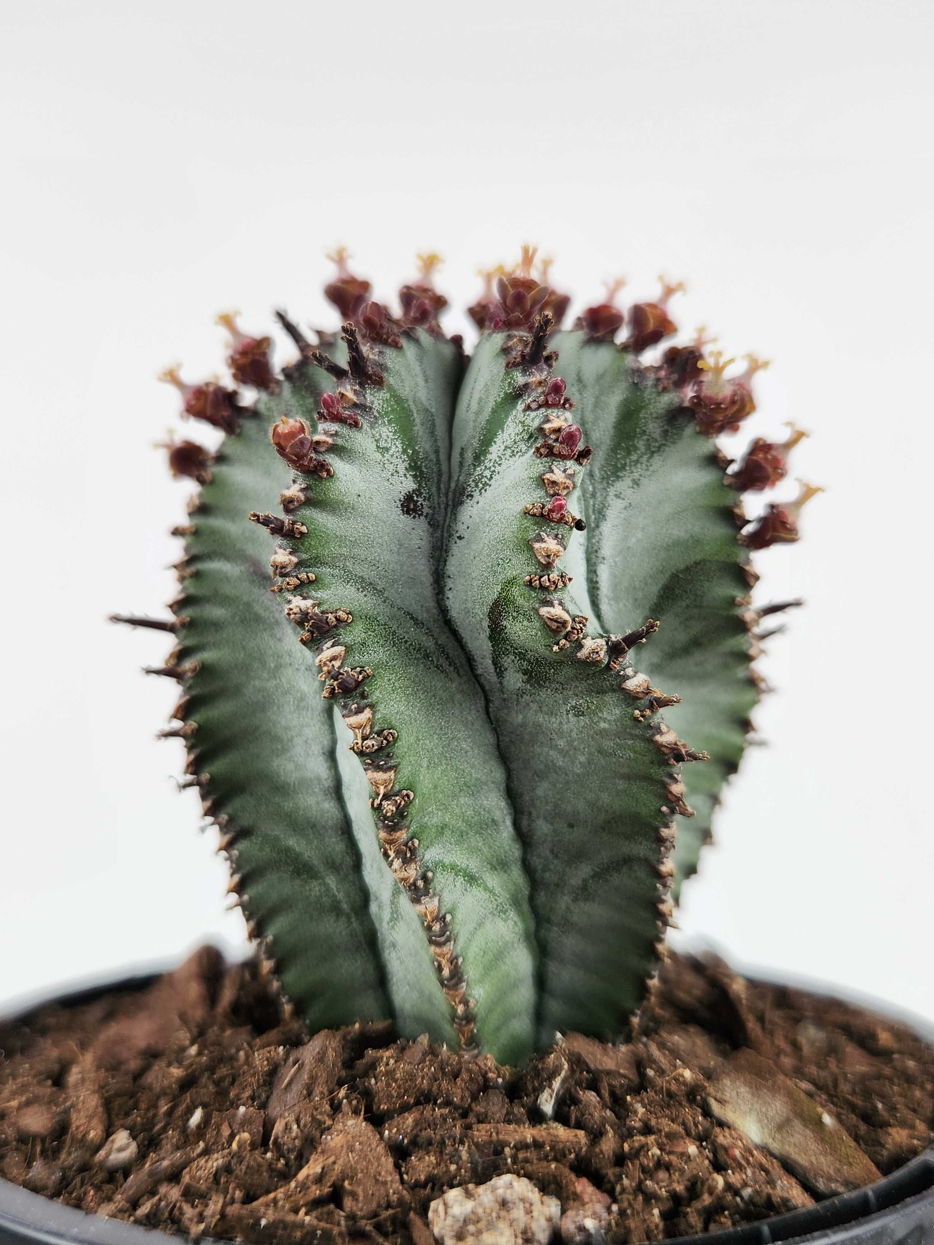 EUPHORBIA POLYGONA "SNOWFLAKE"