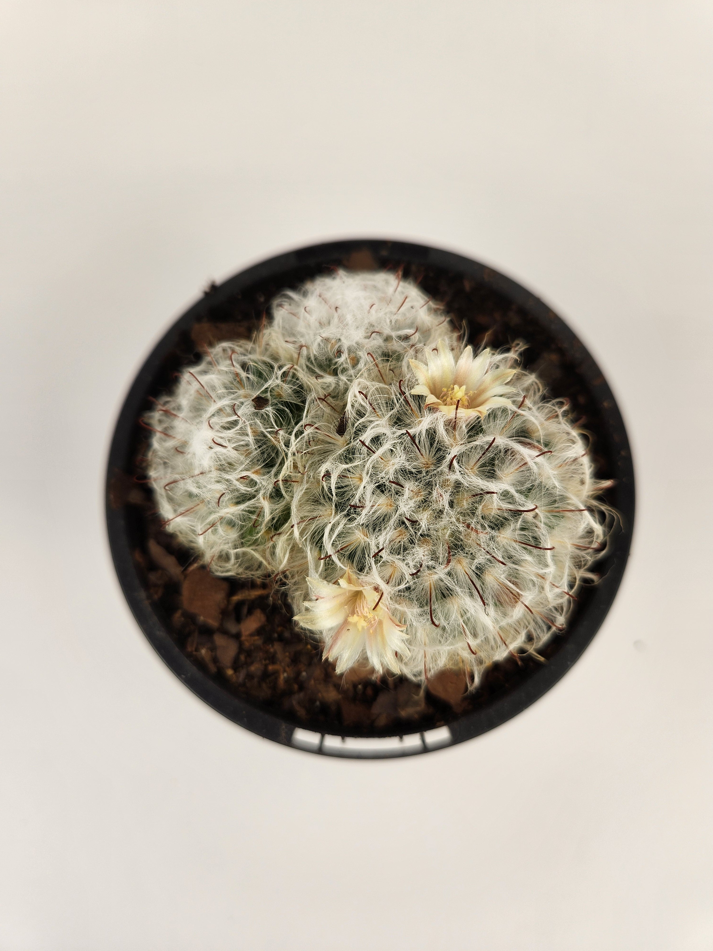 MAMMILLARIA BOCASANA CV. MILTILANATA