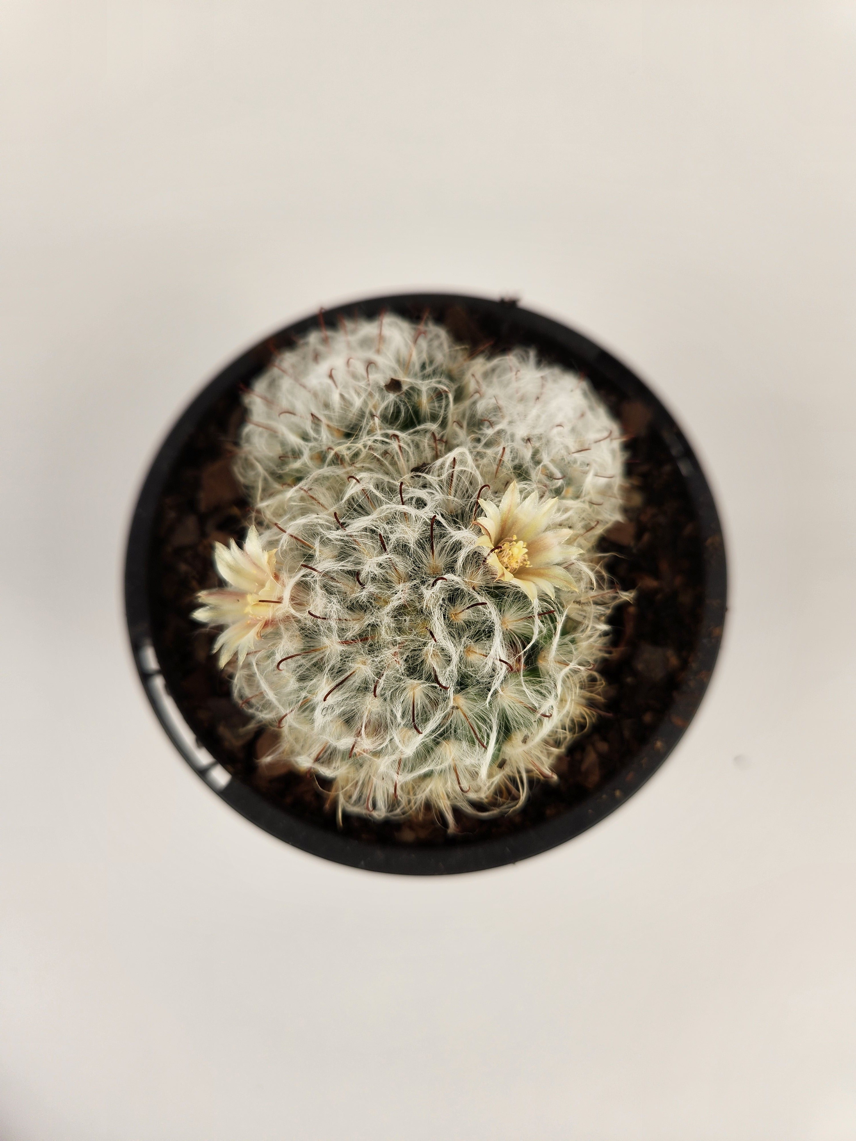 MAMMILLARIA BOCASANA CV. MILTILANATA