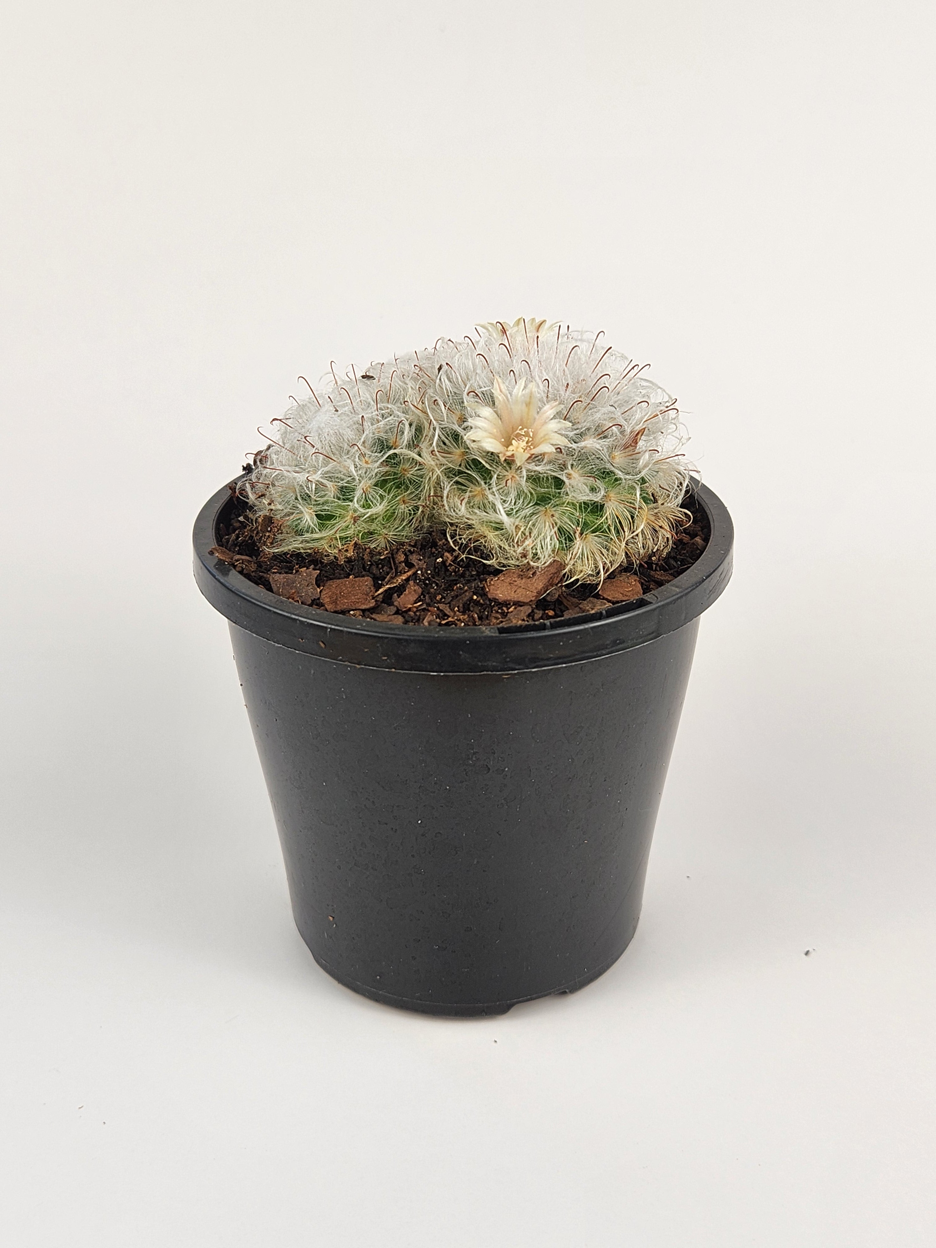 MAMMILLARIA BOCASANA CV. MILTILANATA