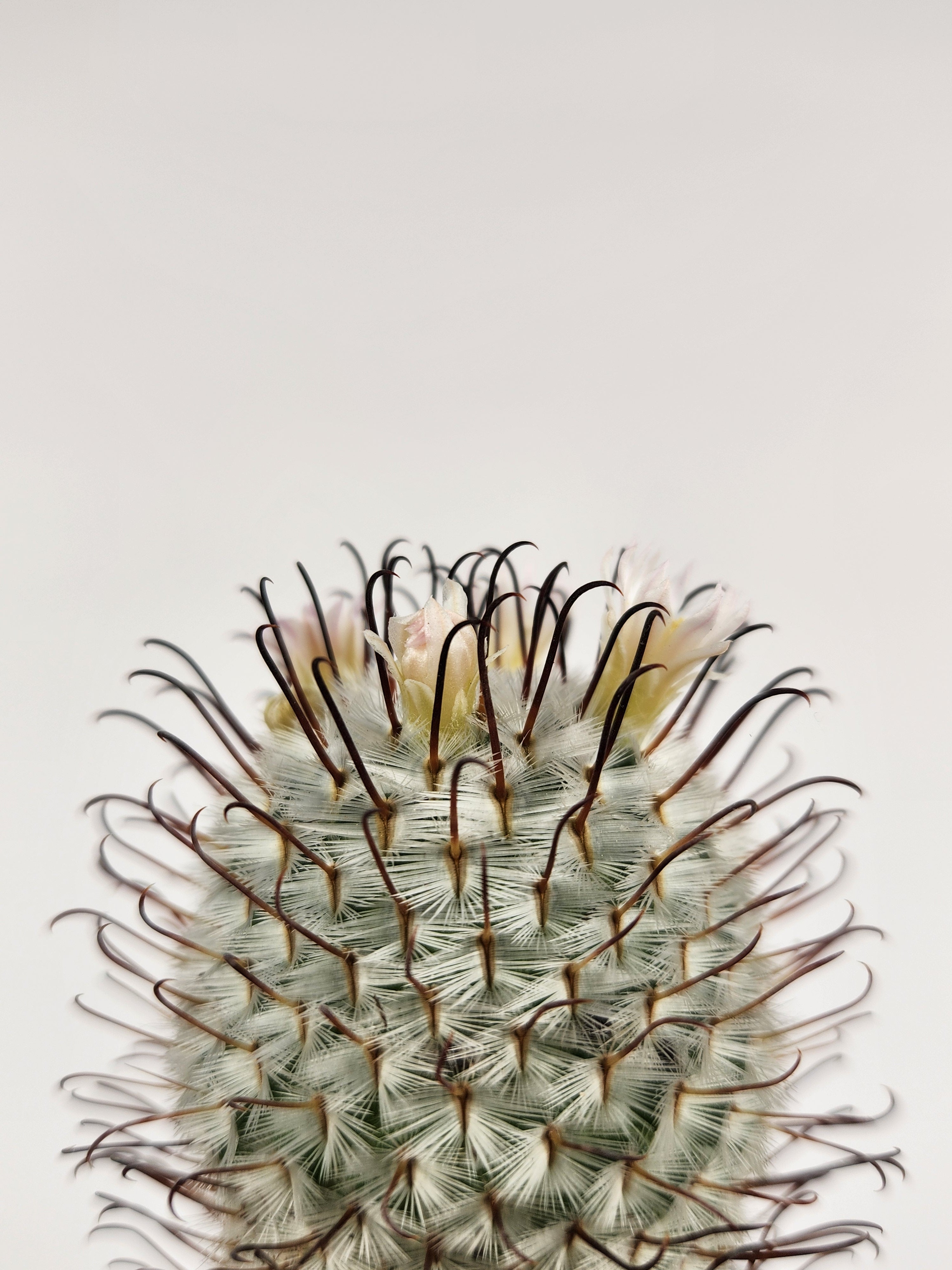 MAMMILLARIA PEREZDELAROSAE