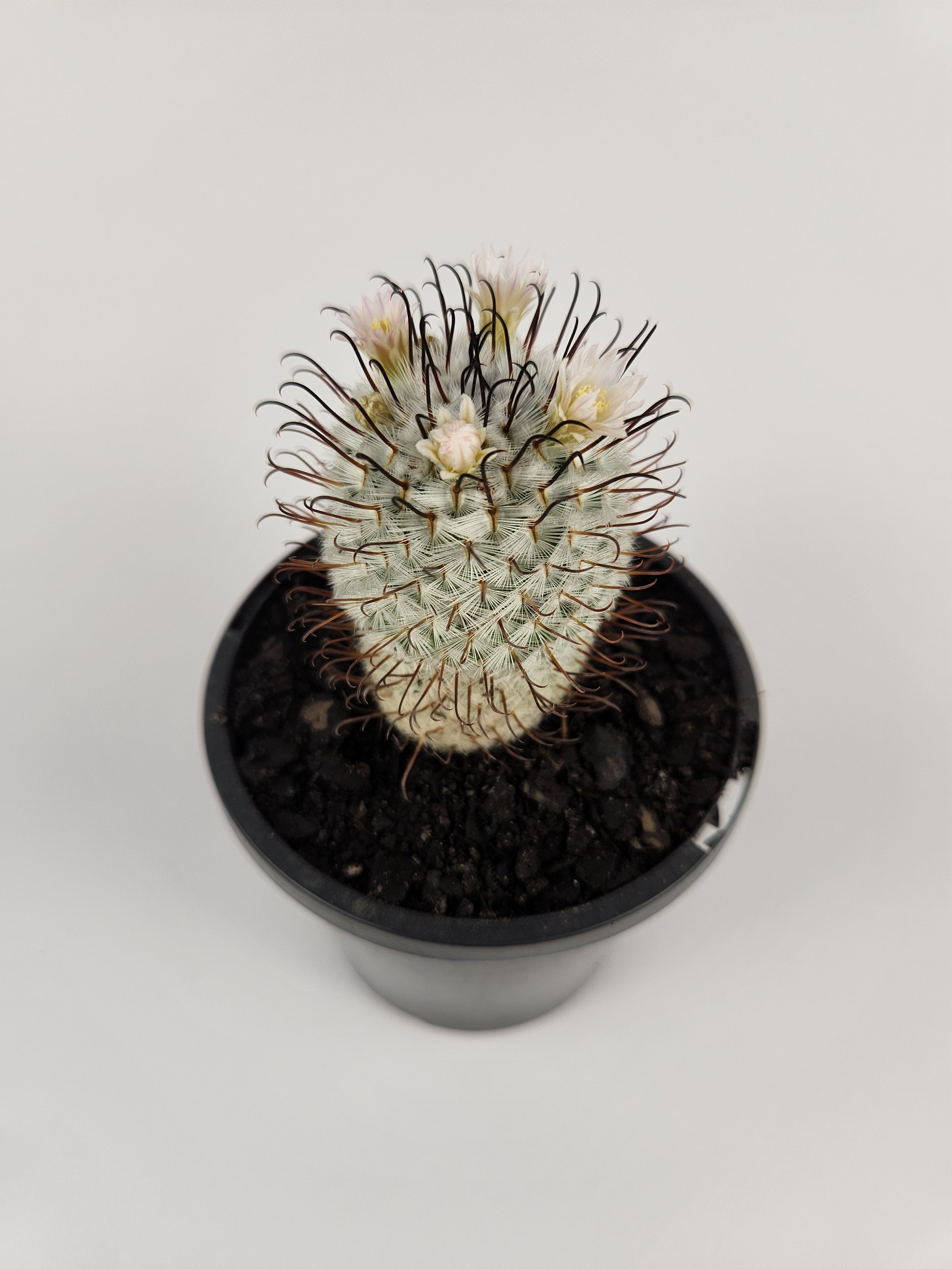 MAMMILLARIA PEREZDELAROSAE