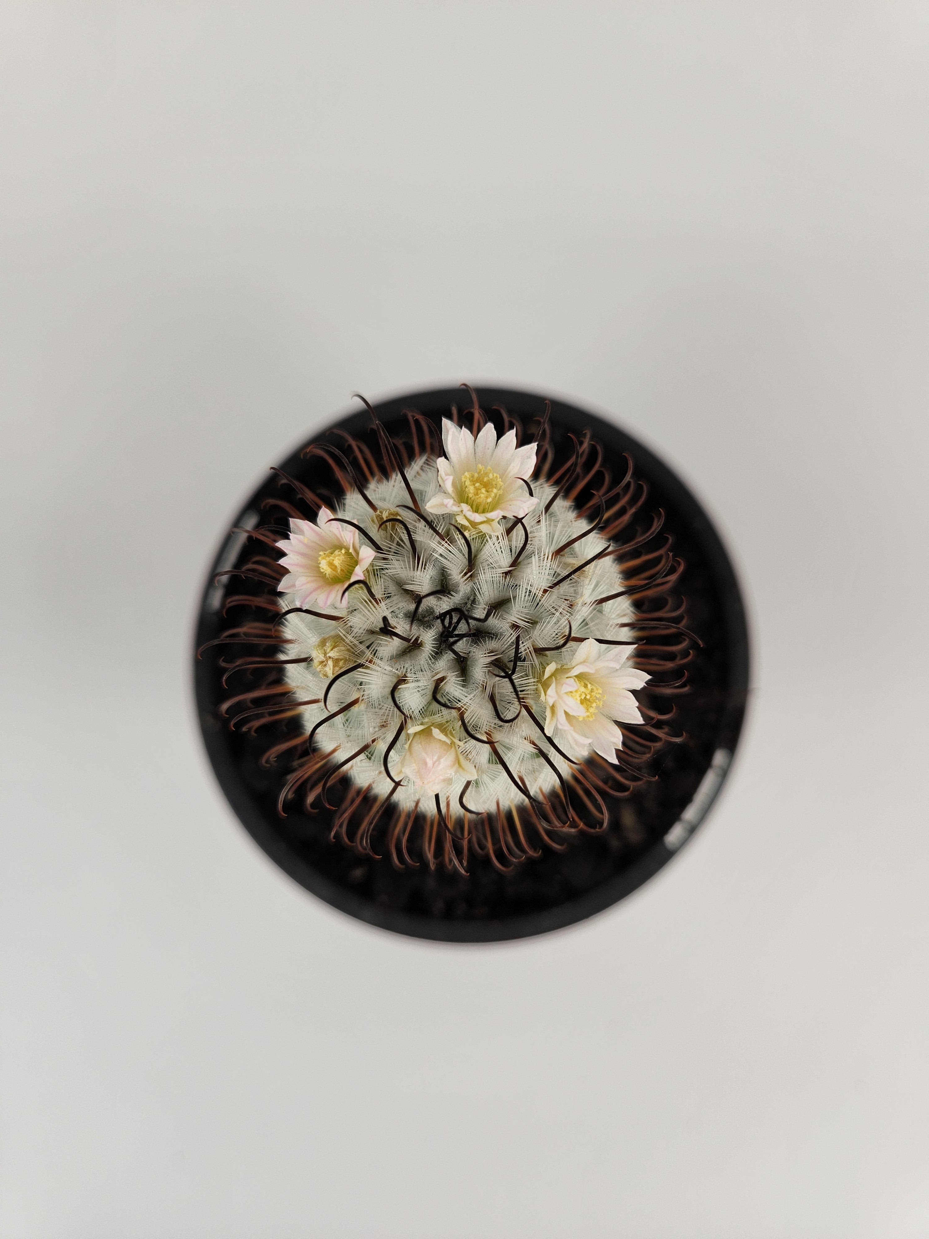 MAMMILLARIA PEREZDELAROSAE
