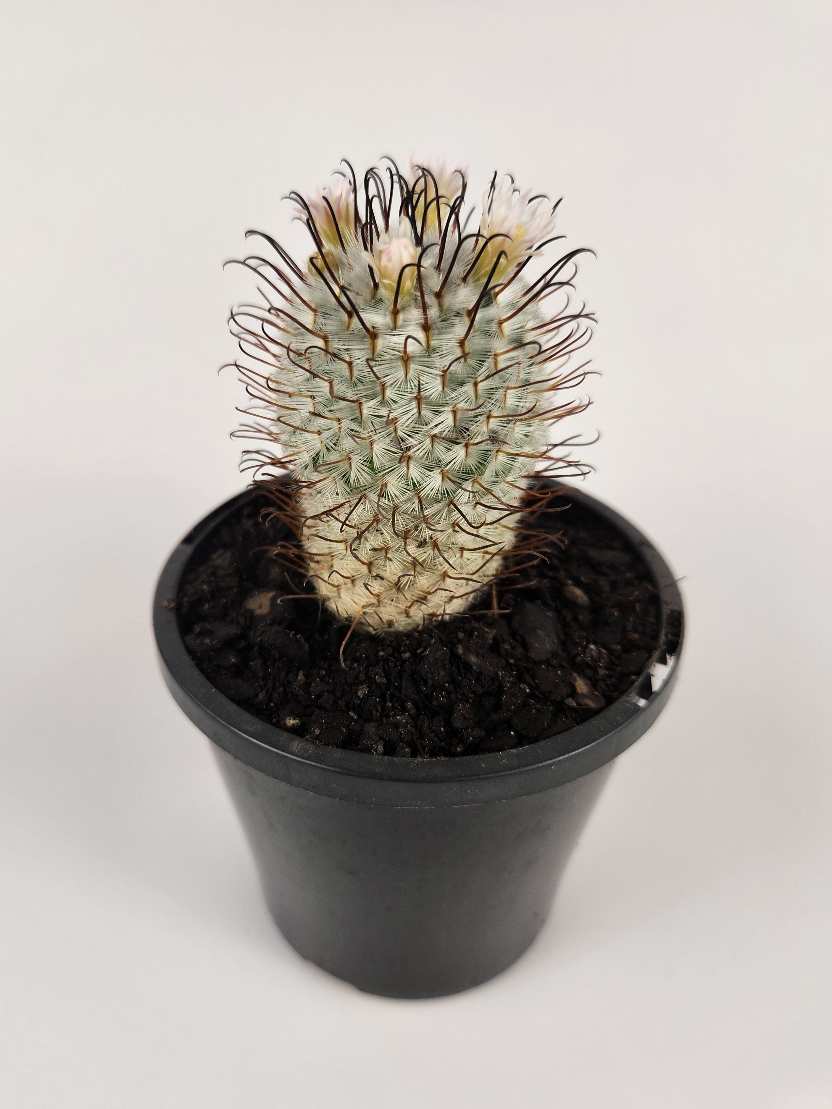 MAMMILLARIA PEREZDELAROSAE