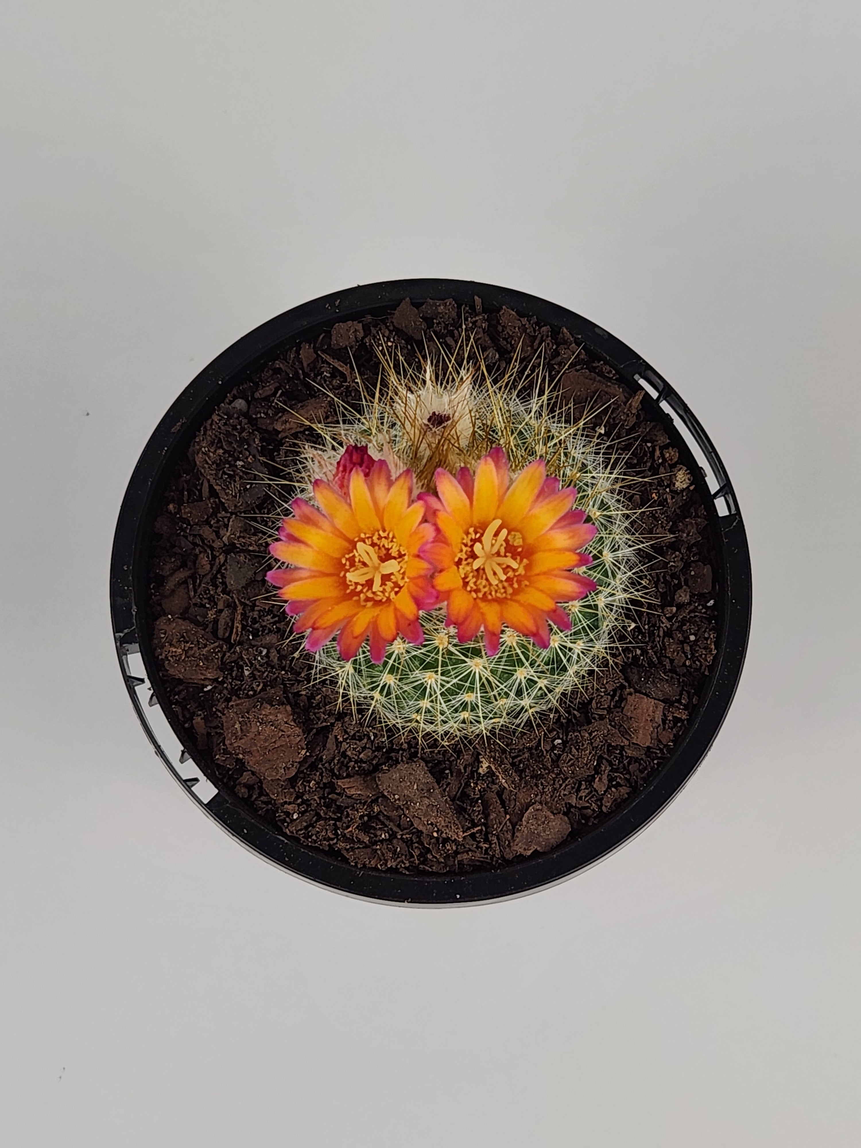 PARODIA CHRYSACANTHION "RUBRIFLORA"