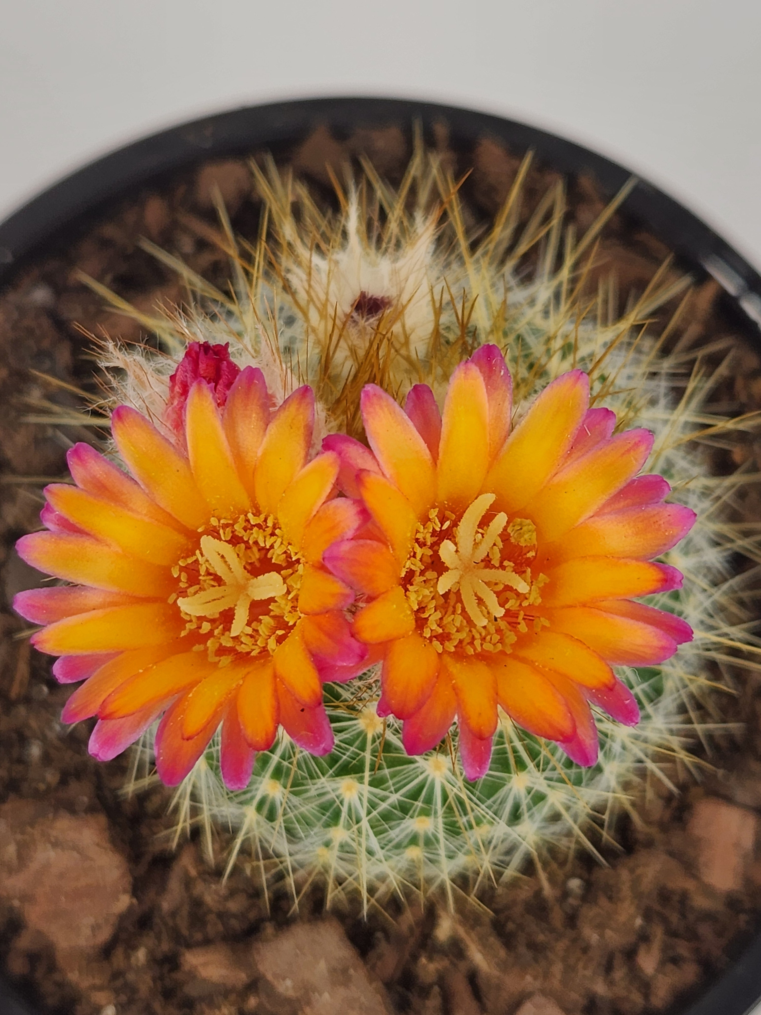 PARODIA CHRYSACANTHION "RUBRIFLORA"