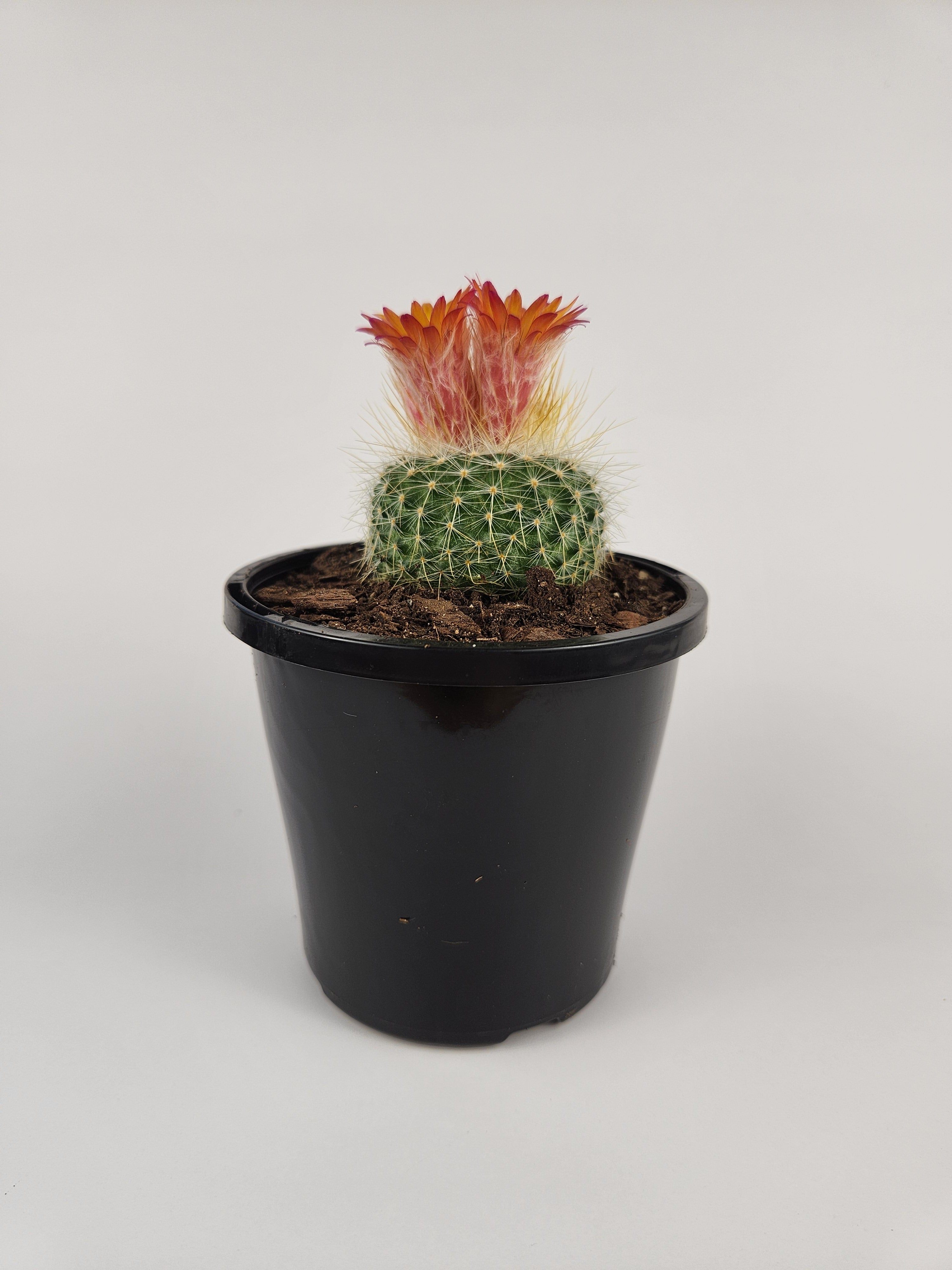 PARODIA CHRYSACANTHION "RUBRIFLORA"