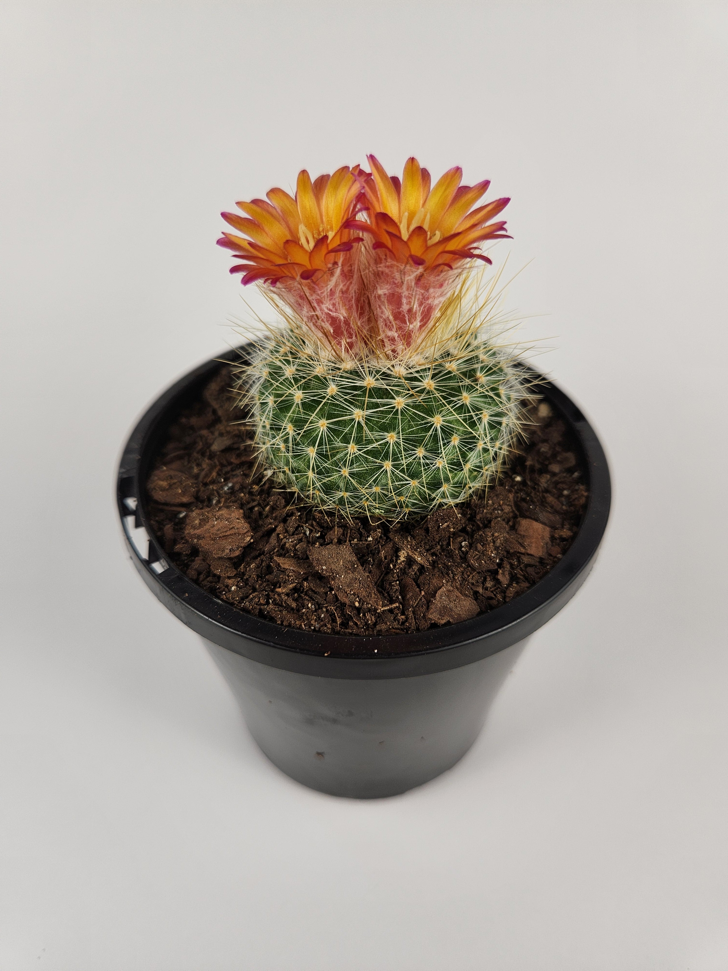 PARODIA CHRYSACANTHION "RUBRIFLORA"