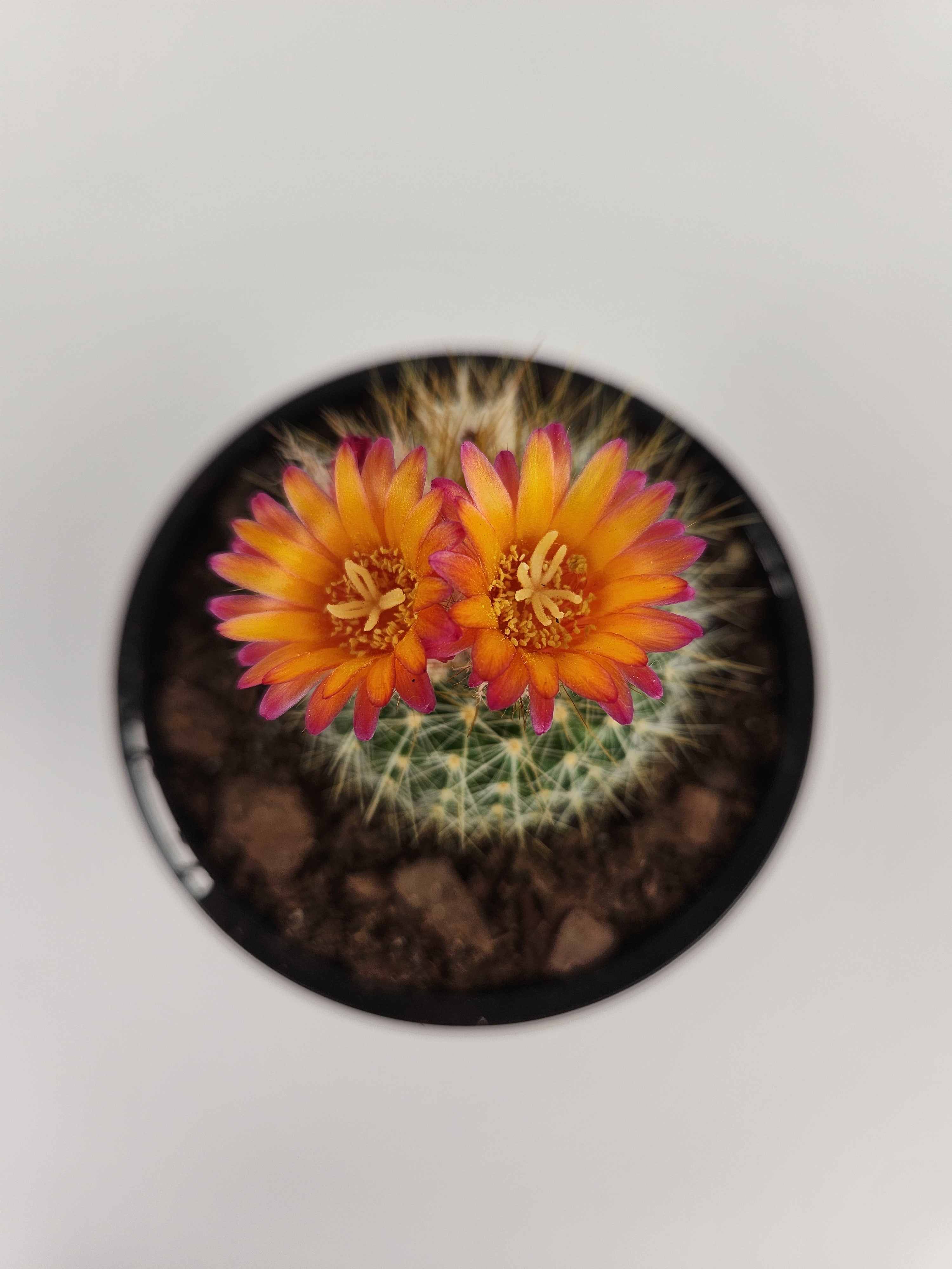 PARODIA CHRYSACANTHION "RUBRIFLORA"