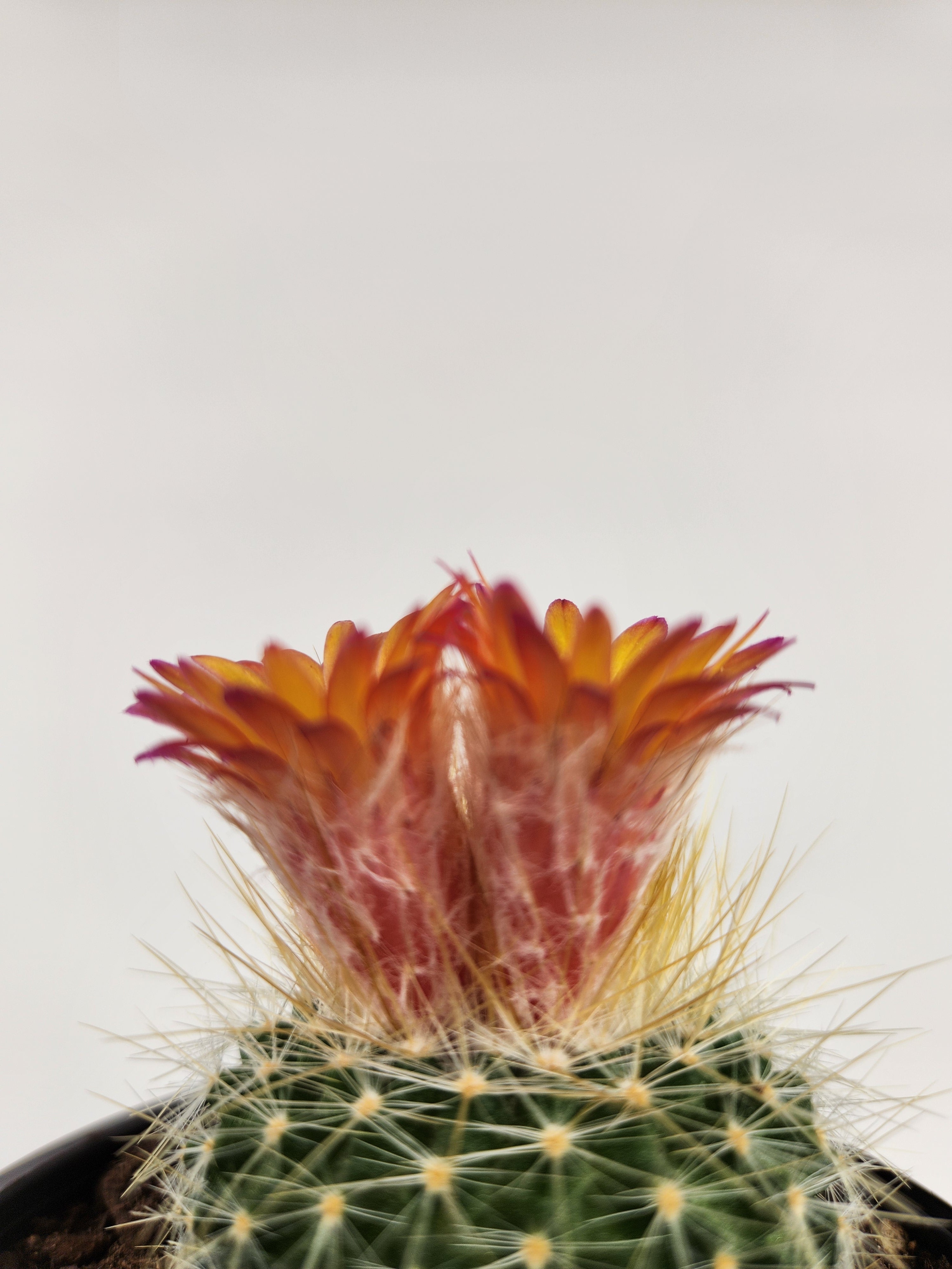 PARODIA CHRYSACANTHION "RUBRIFLORA"