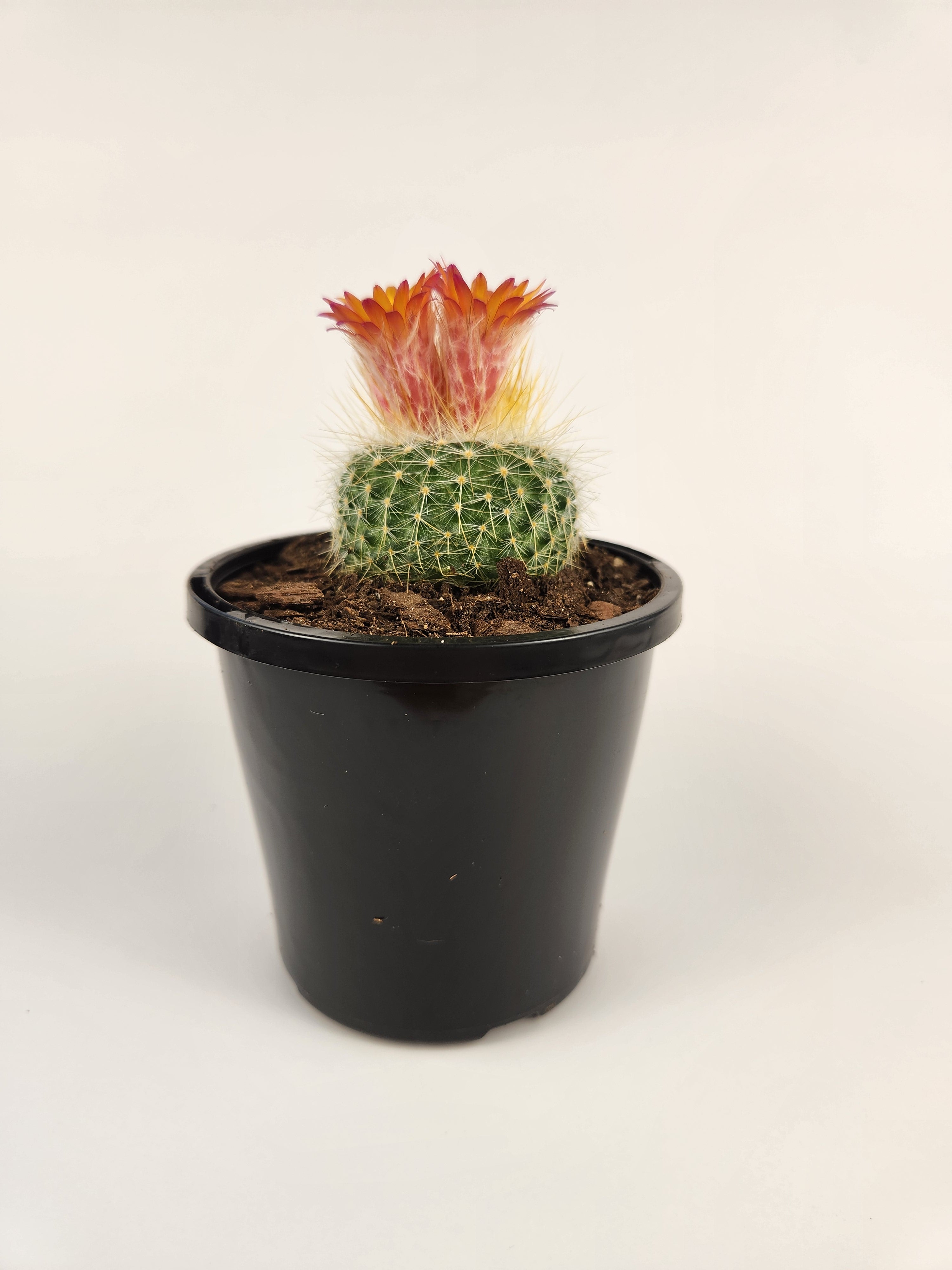 PARODIA CHRYSACANTHION "RUBRIFLORA"