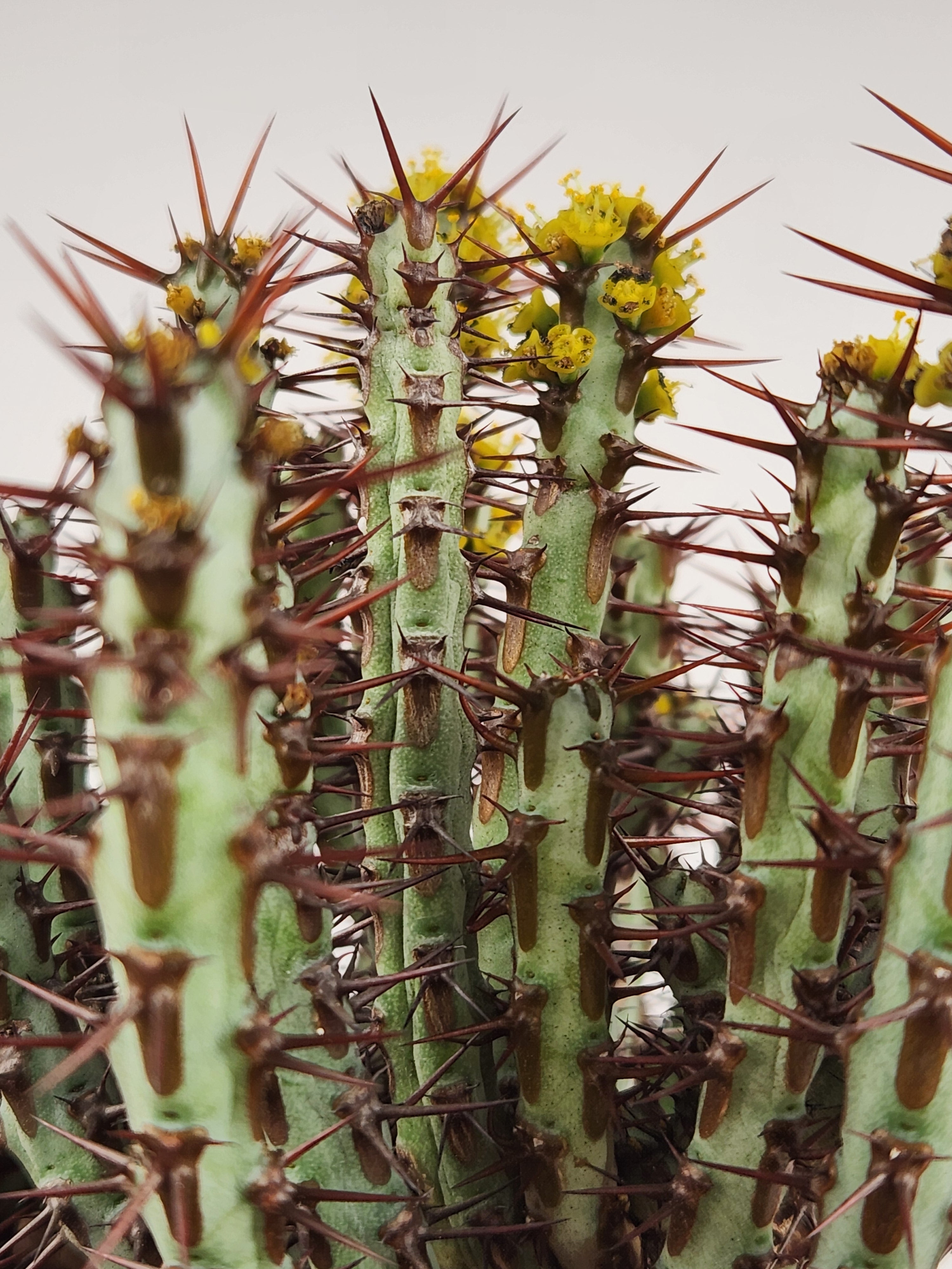 EUPHORBIA AERUGINOSA