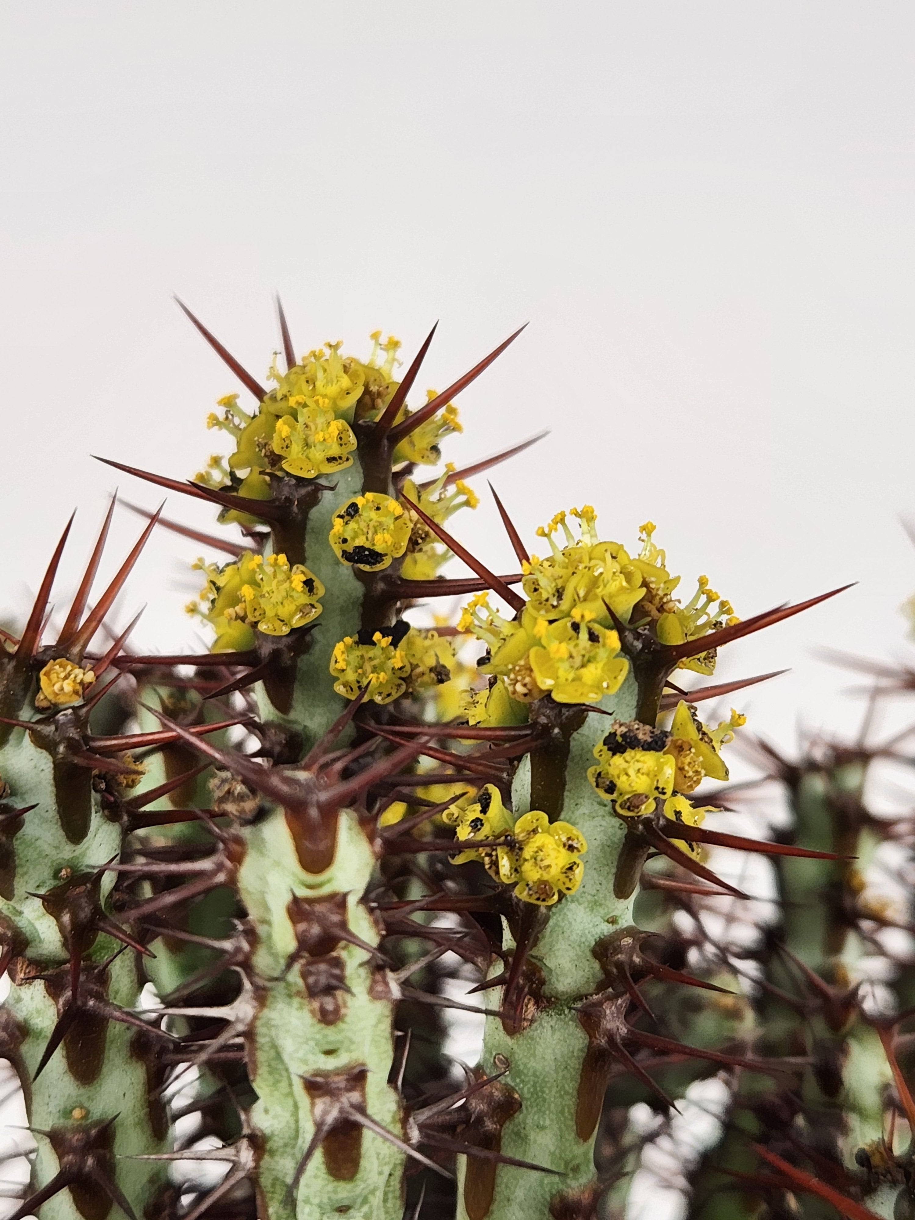 EUPHORBIA AERUGINOSA