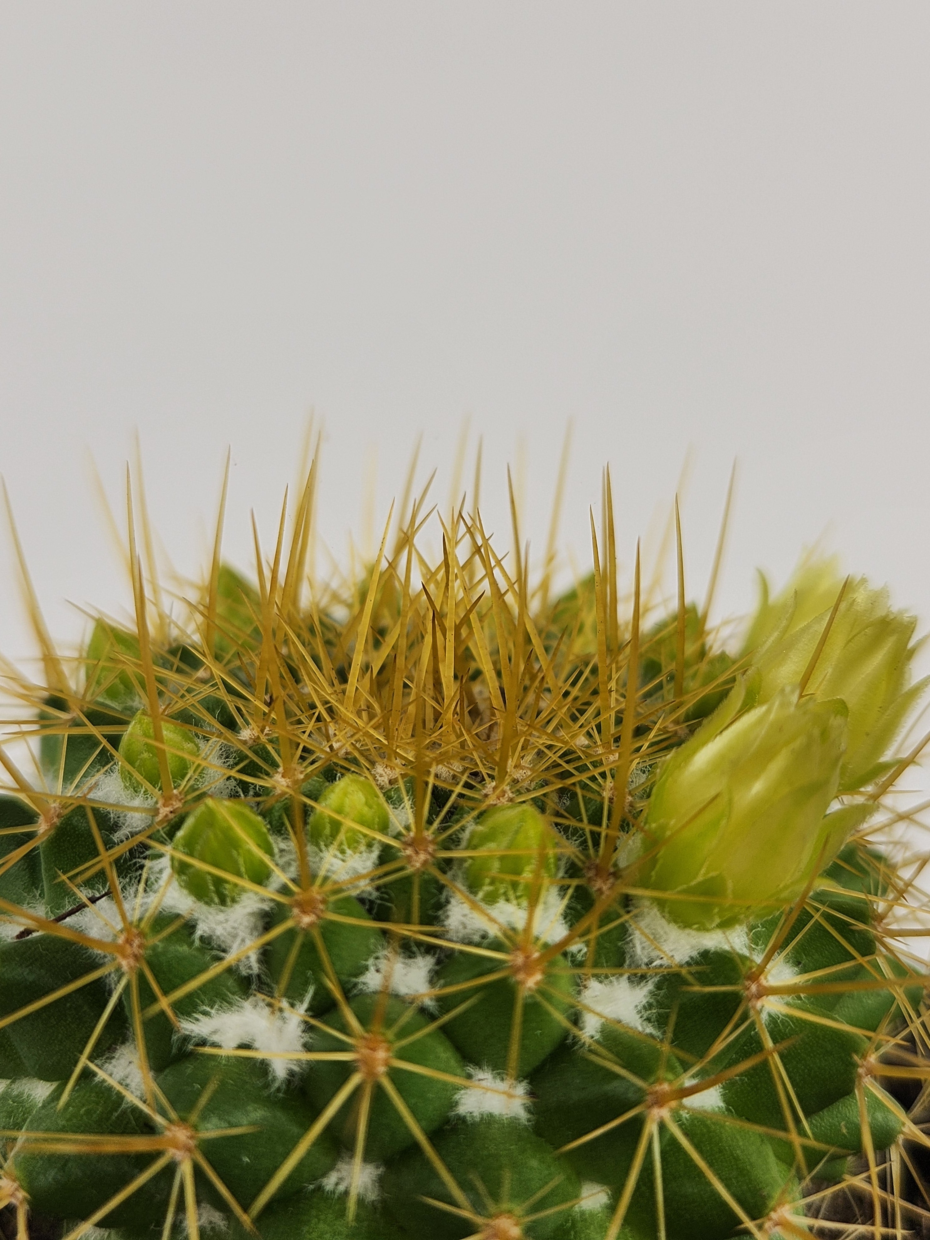 MAMMILLARIA MARKSIANA