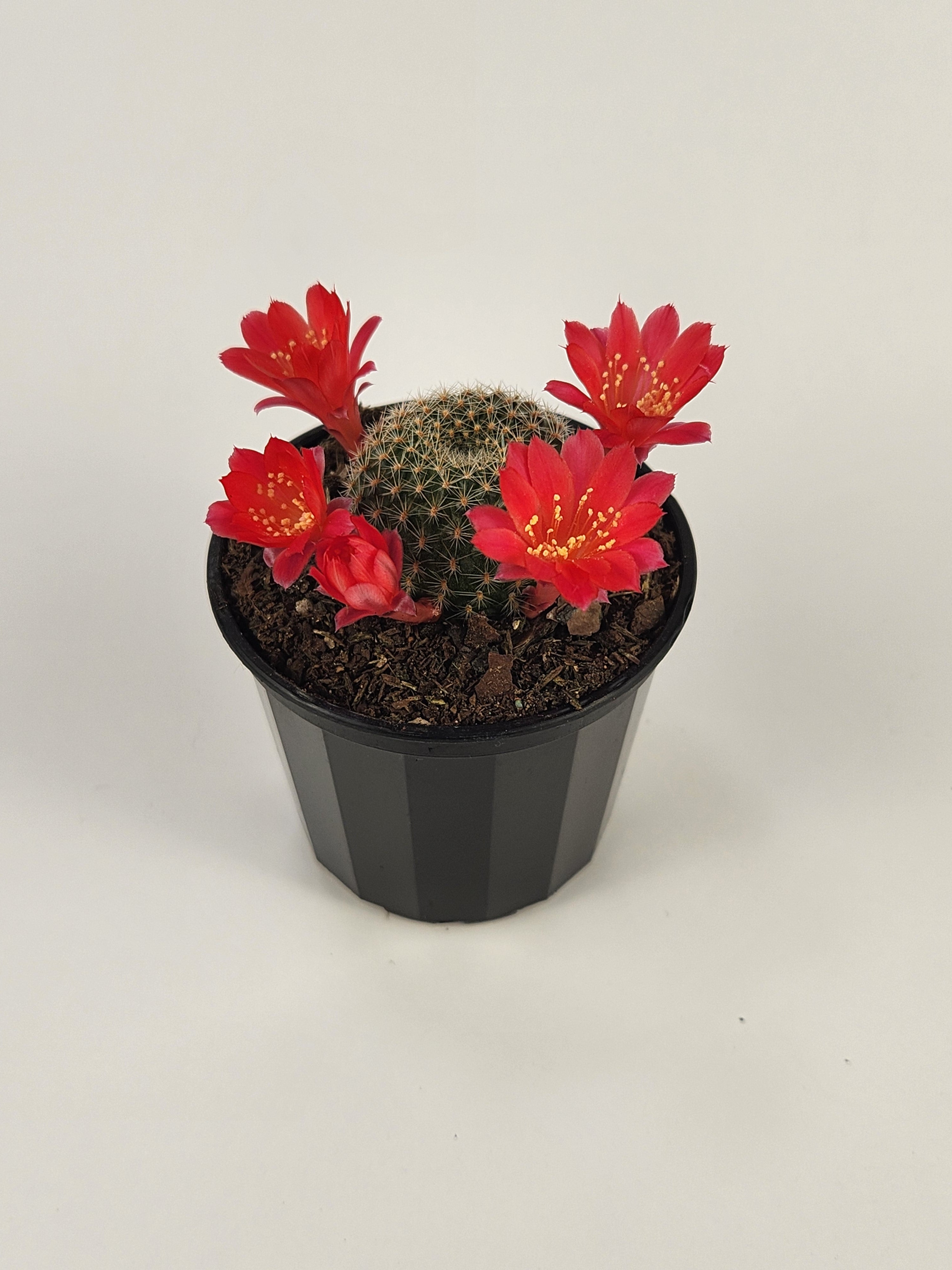 REBUTIA KRAINZIANA