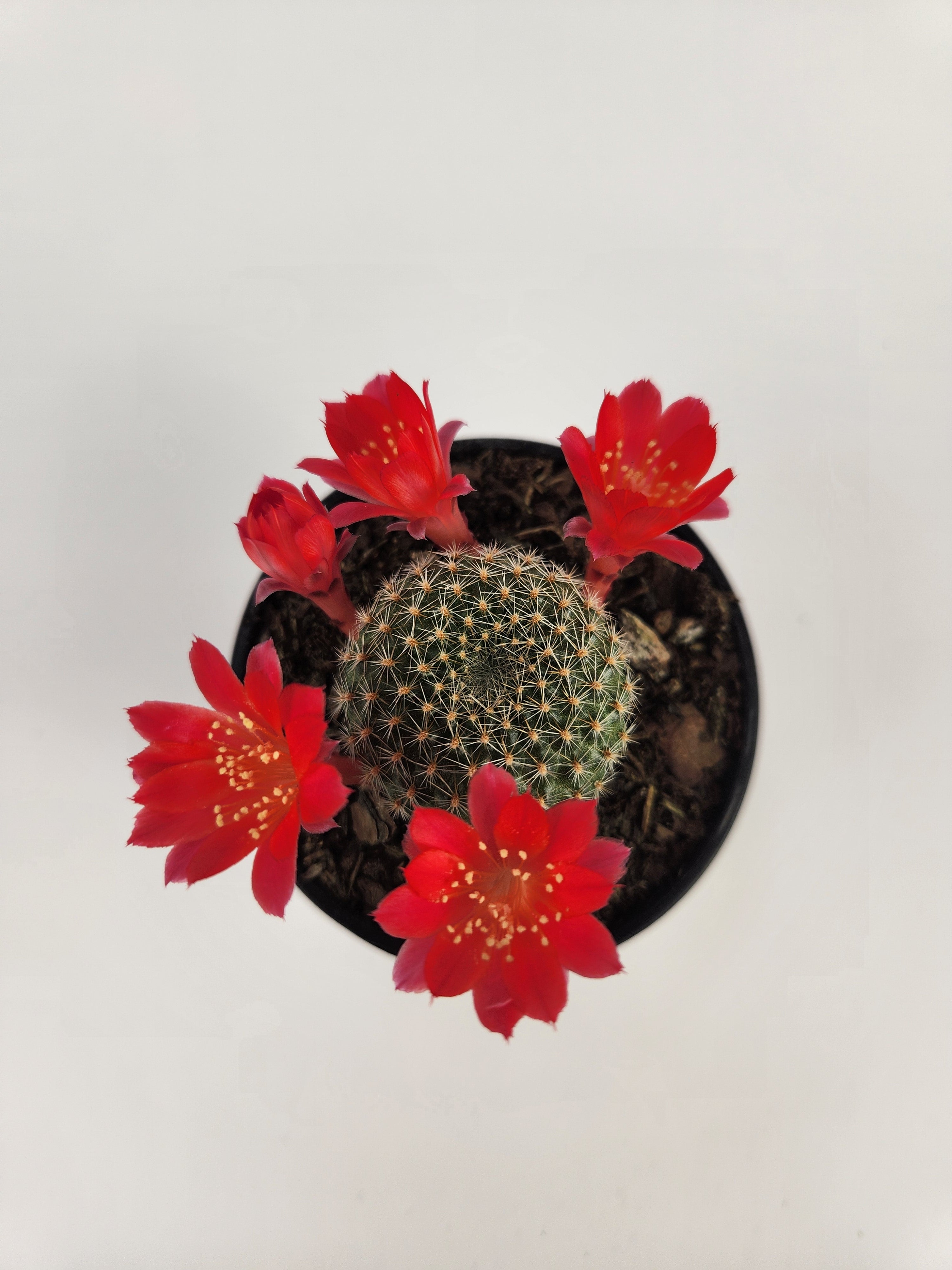 REBUTIA KRAINZIANA