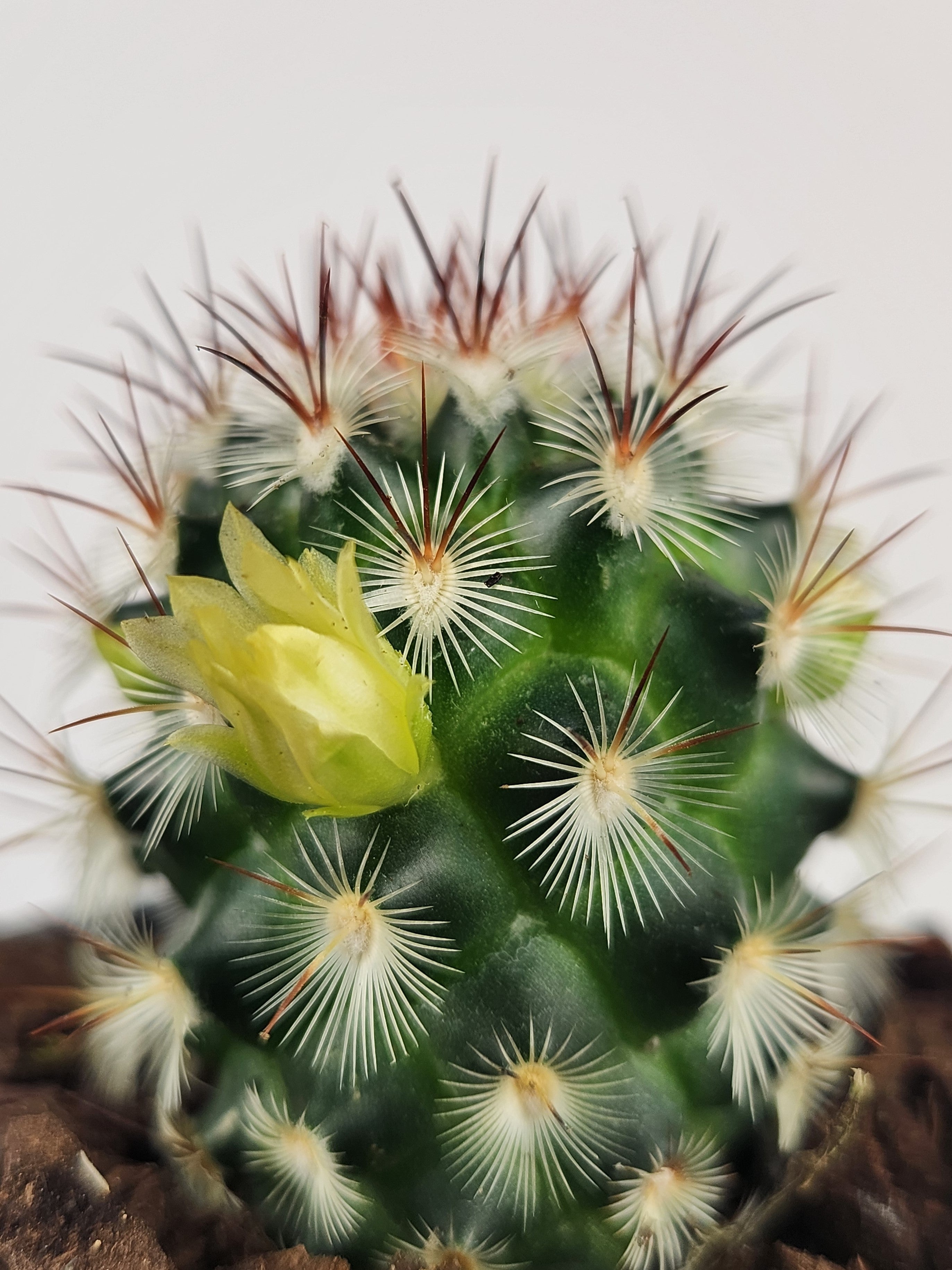 MAMMILLARIA MICROHELIA