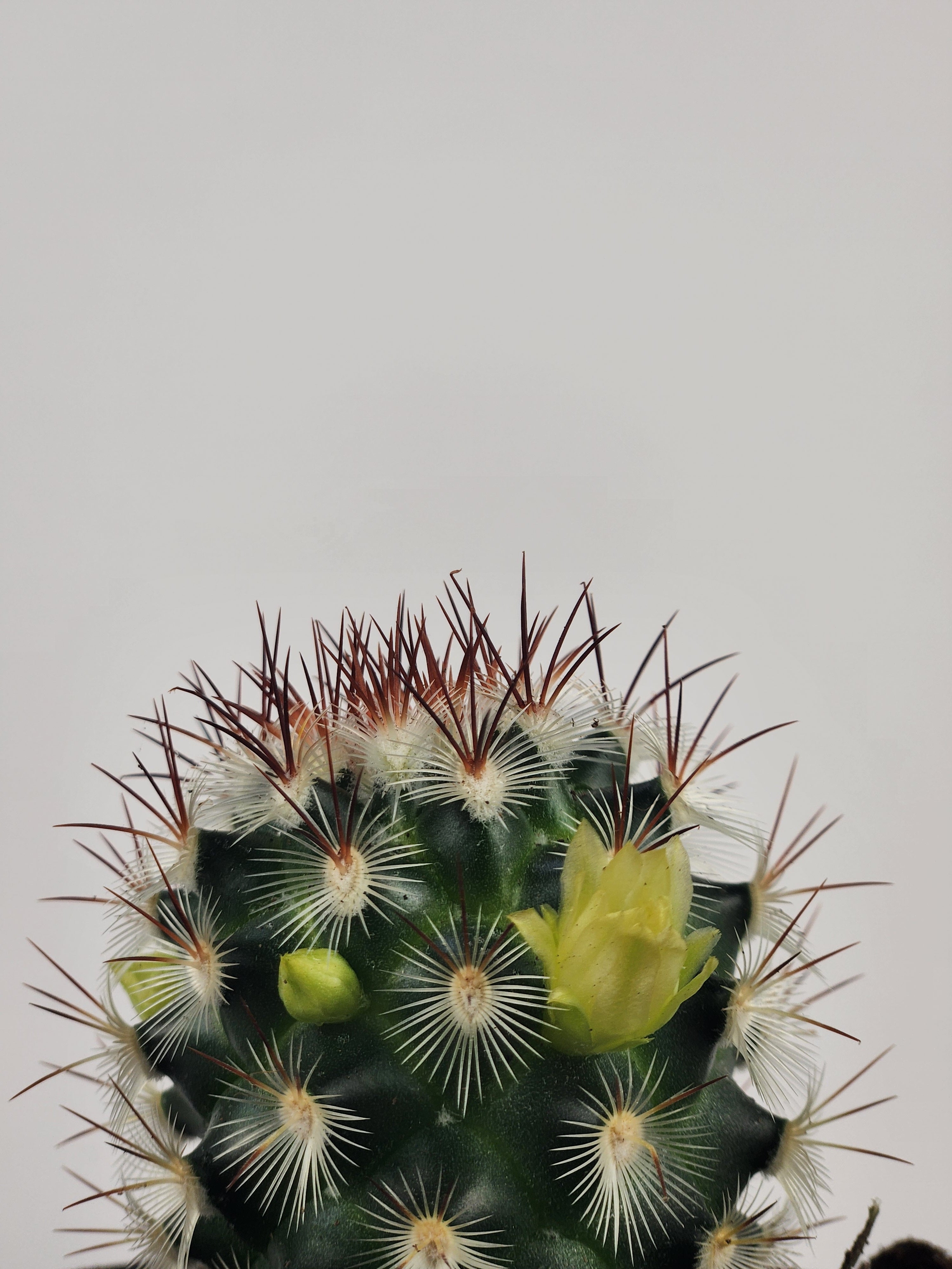 MAMMILLARIA MICROHELIA