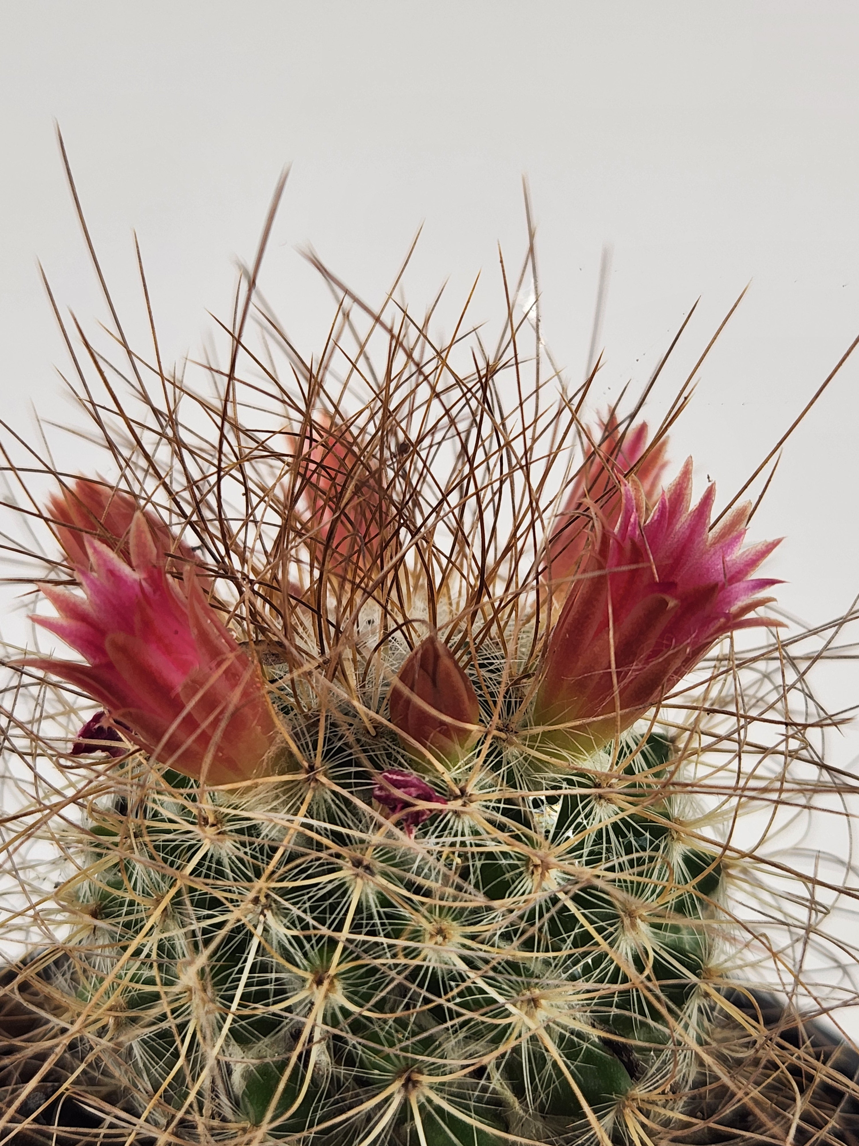 MAMMILLARIA LEPTACANTHA SSP. REKOI
