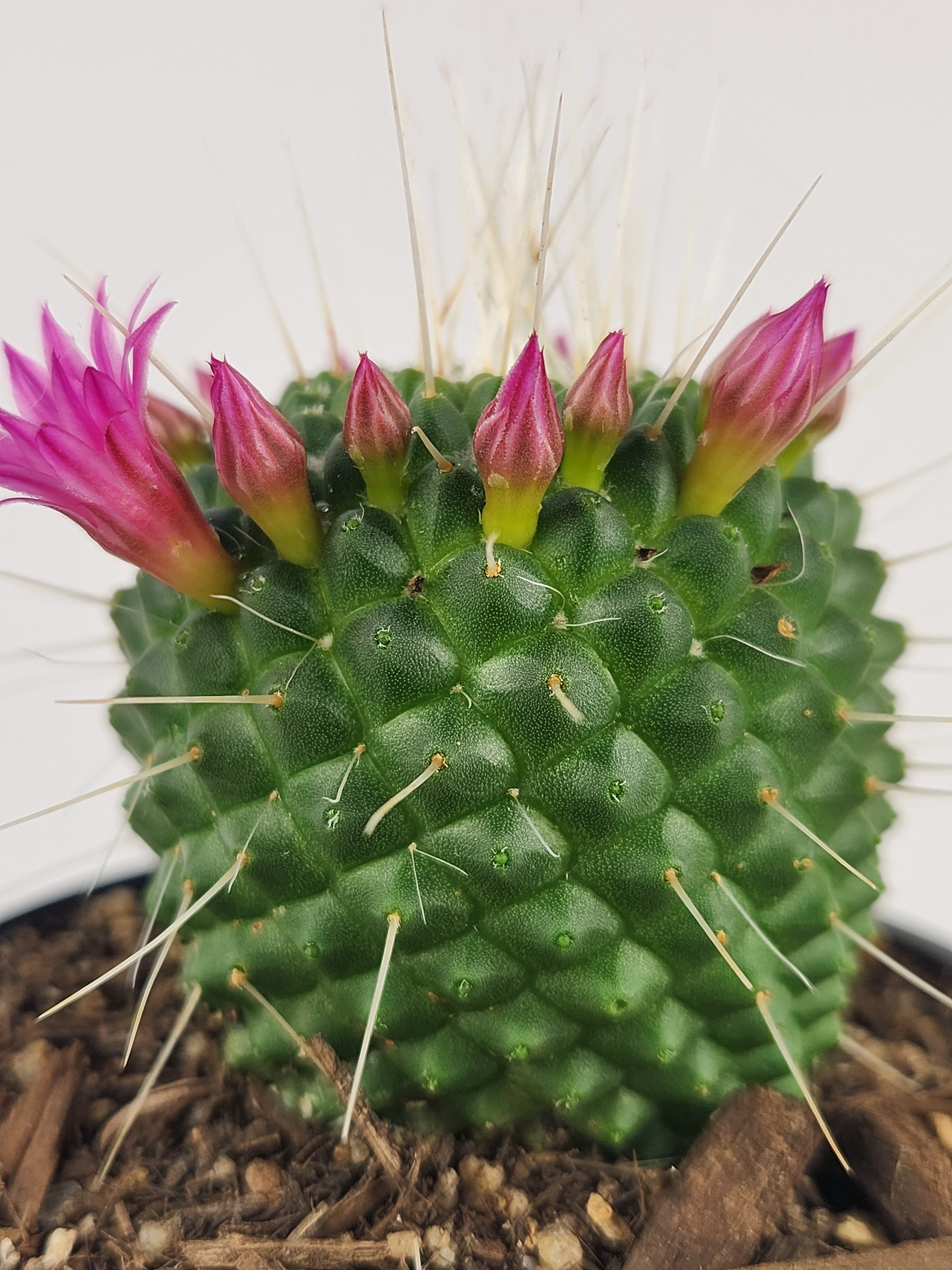 MAMMILLARIA SPINOSISSIMA 'UN PICO'
