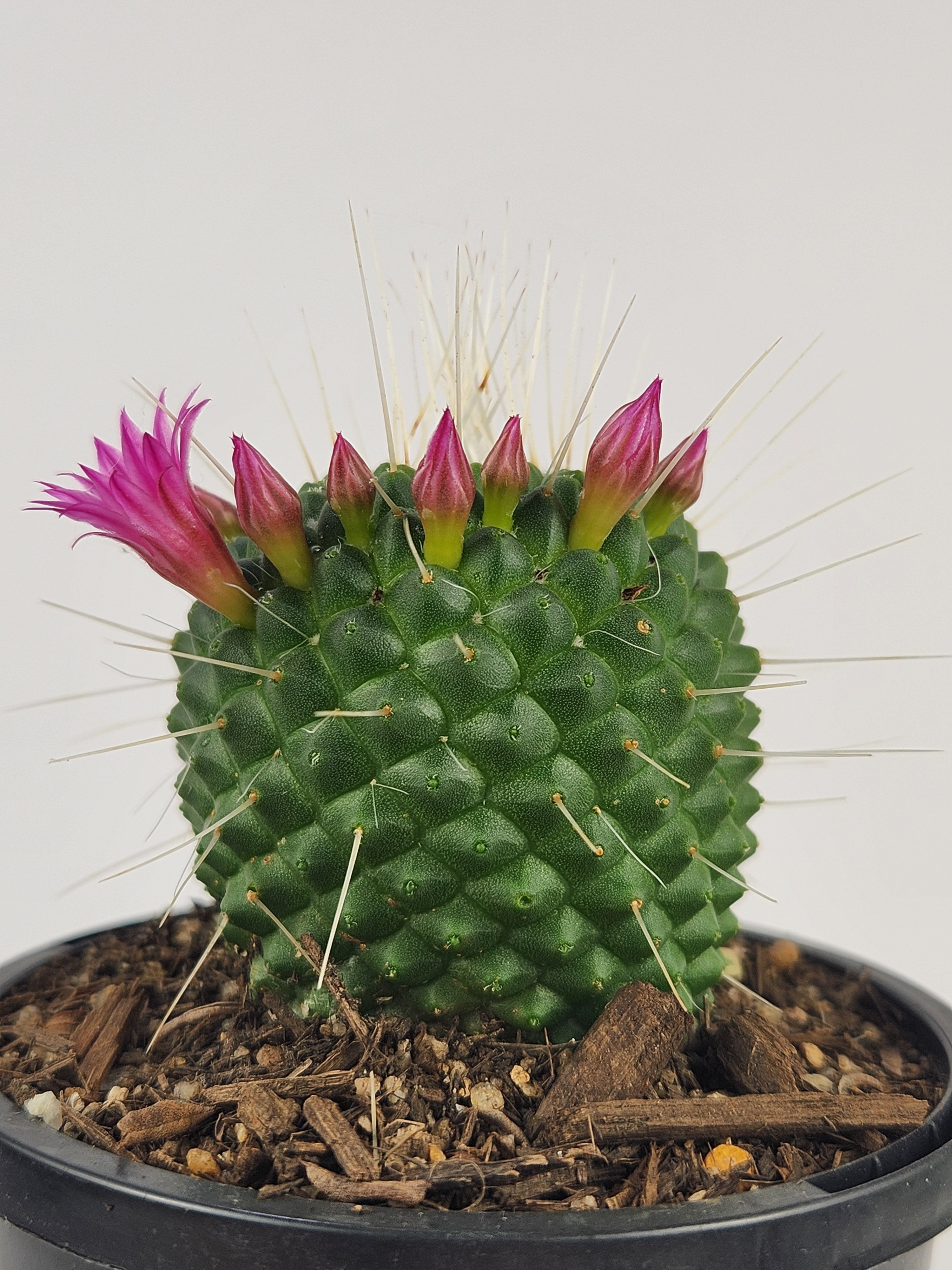 MAMMILLARIA SPINOSISSIMA 'UN PICO'