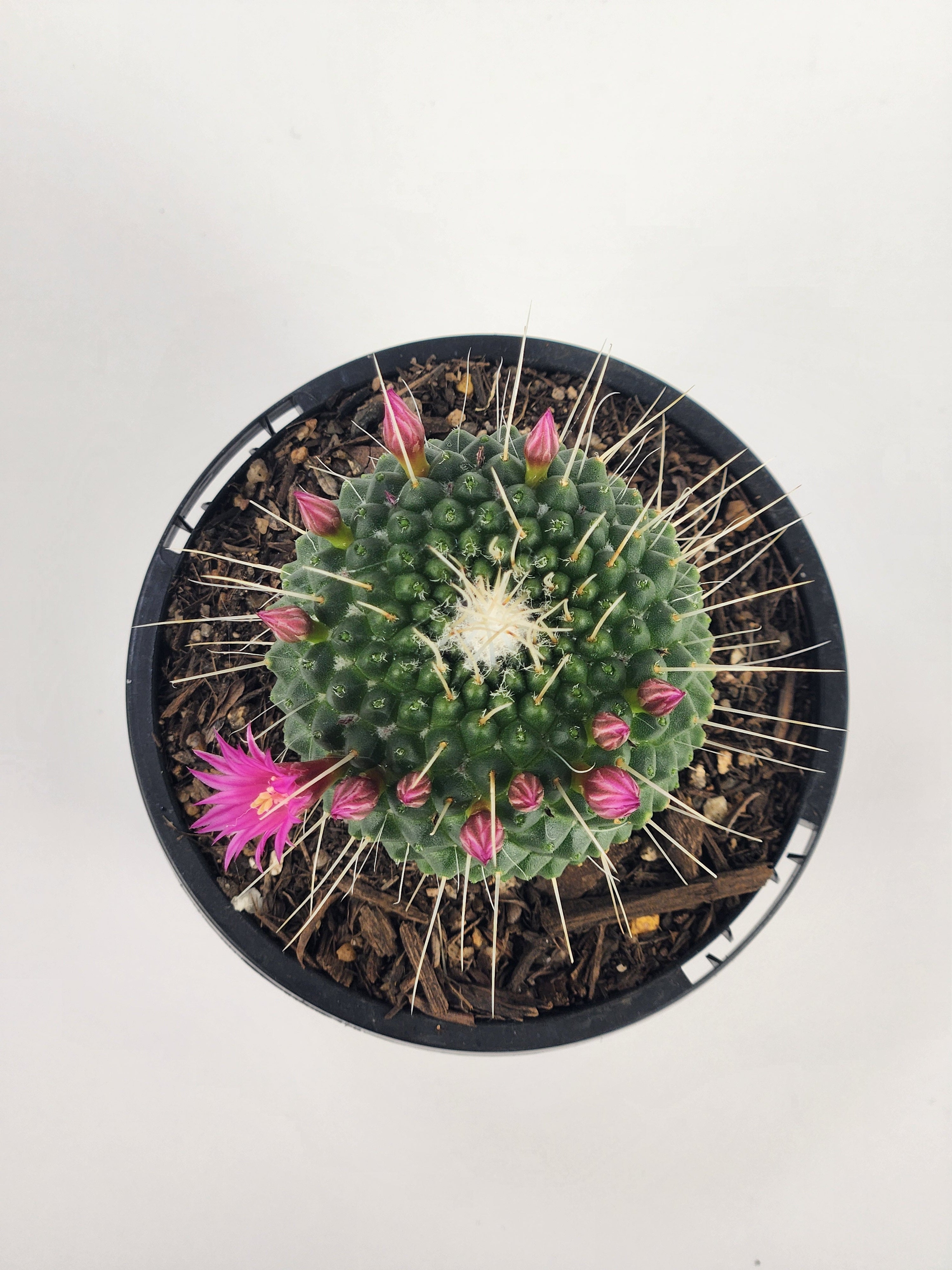 MAMMILLARIA SPINOSISSIMA 'UN PICO'