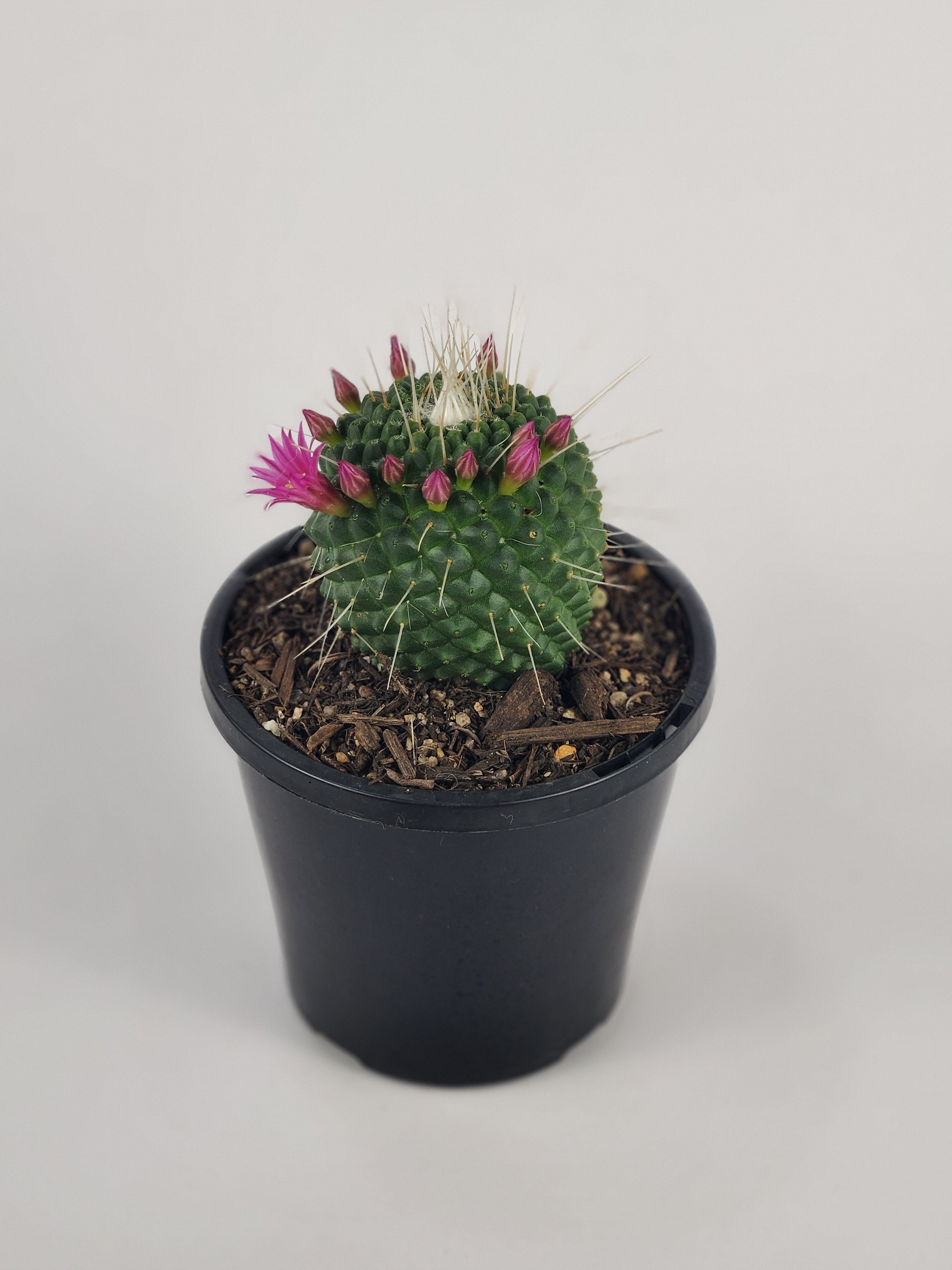 MAMMILLARIA SPINOSISSIMA 'UN PICO'