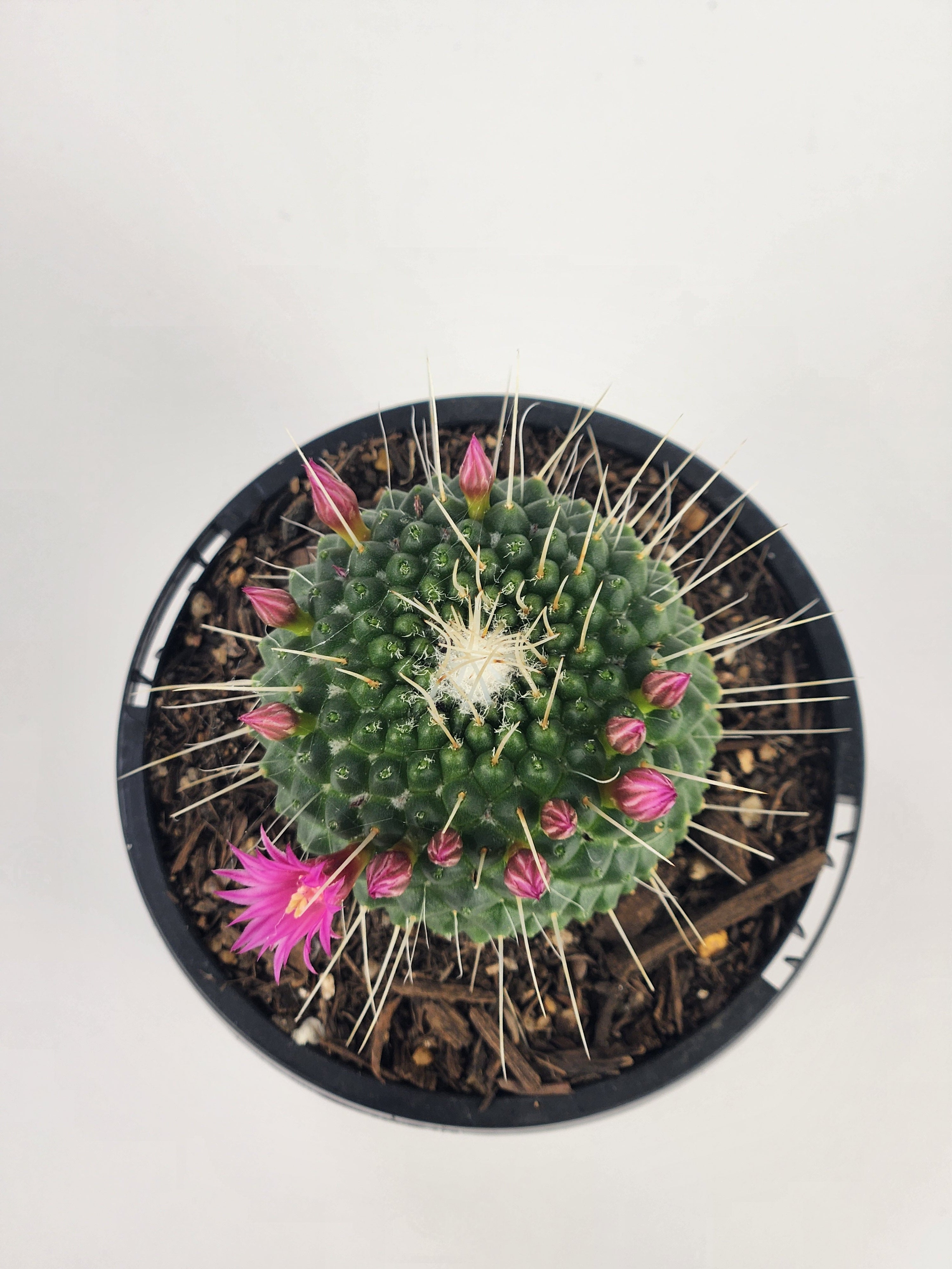 MAMMILLARIA SPINOSISSIMA 'UN PICO'