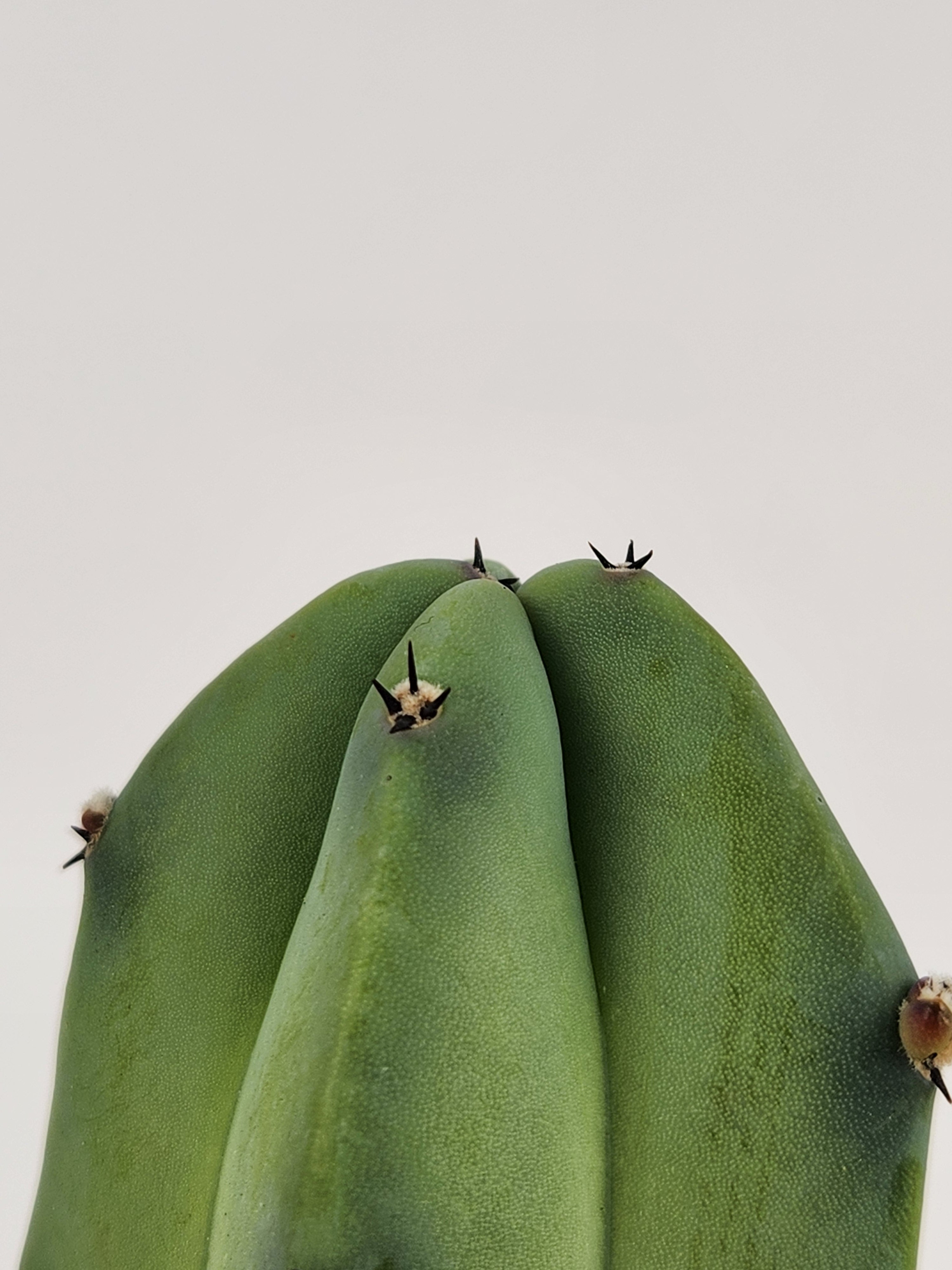 MYRTILLOCACTUS GEOMETRIZAN