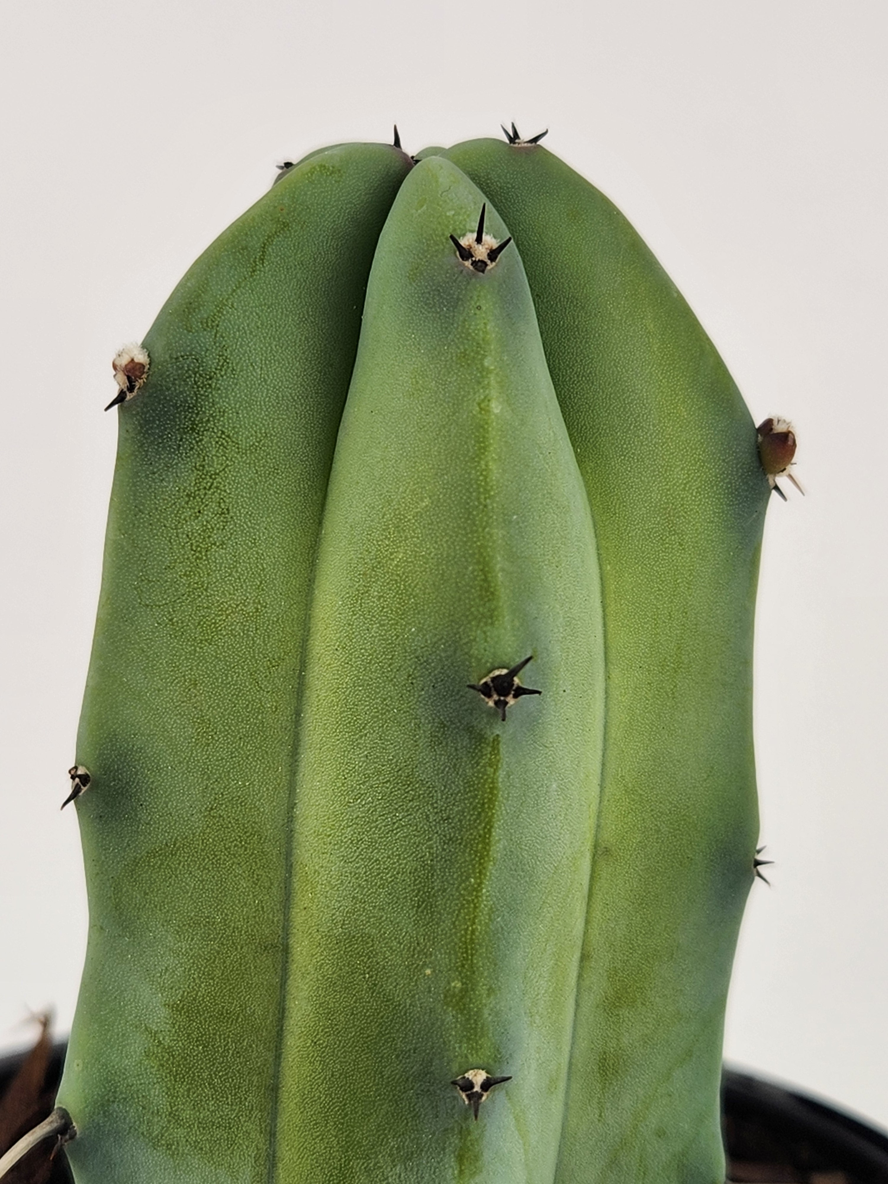 MYRTILLOCACTUS GEOMETRIZAN