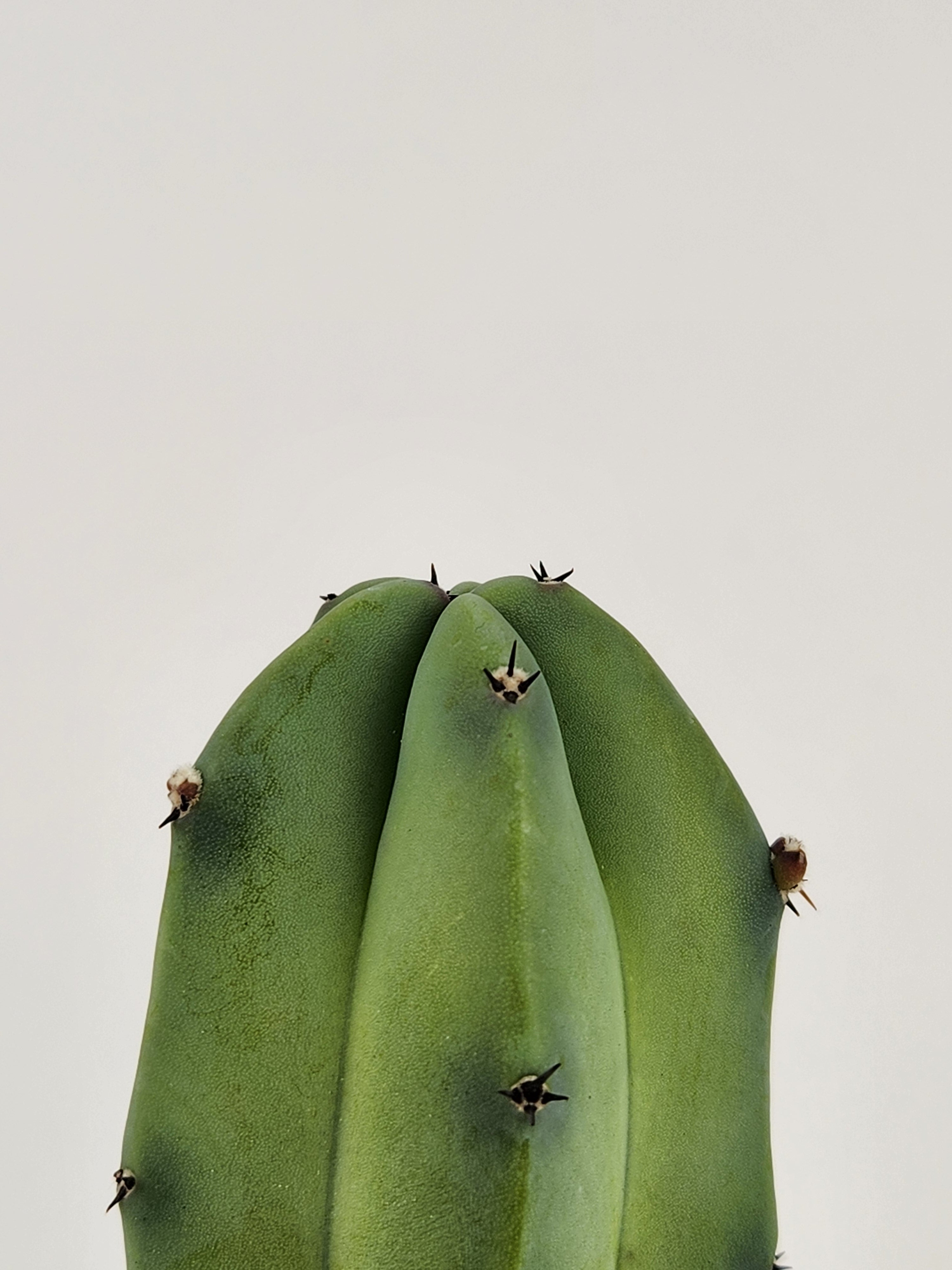 MYRTILLOCACTUS GEOMETRIZAN