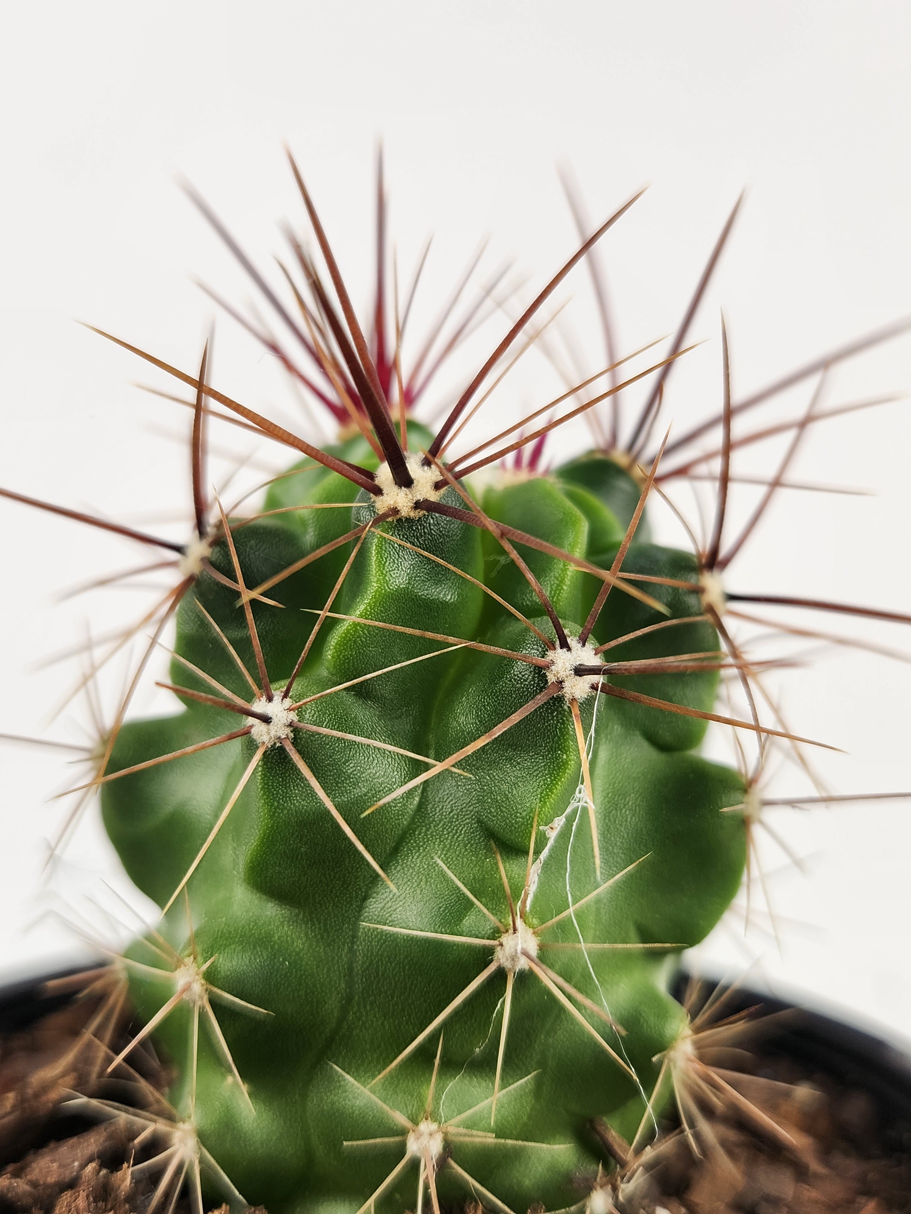 FEROCACTUS ROBUSTUS