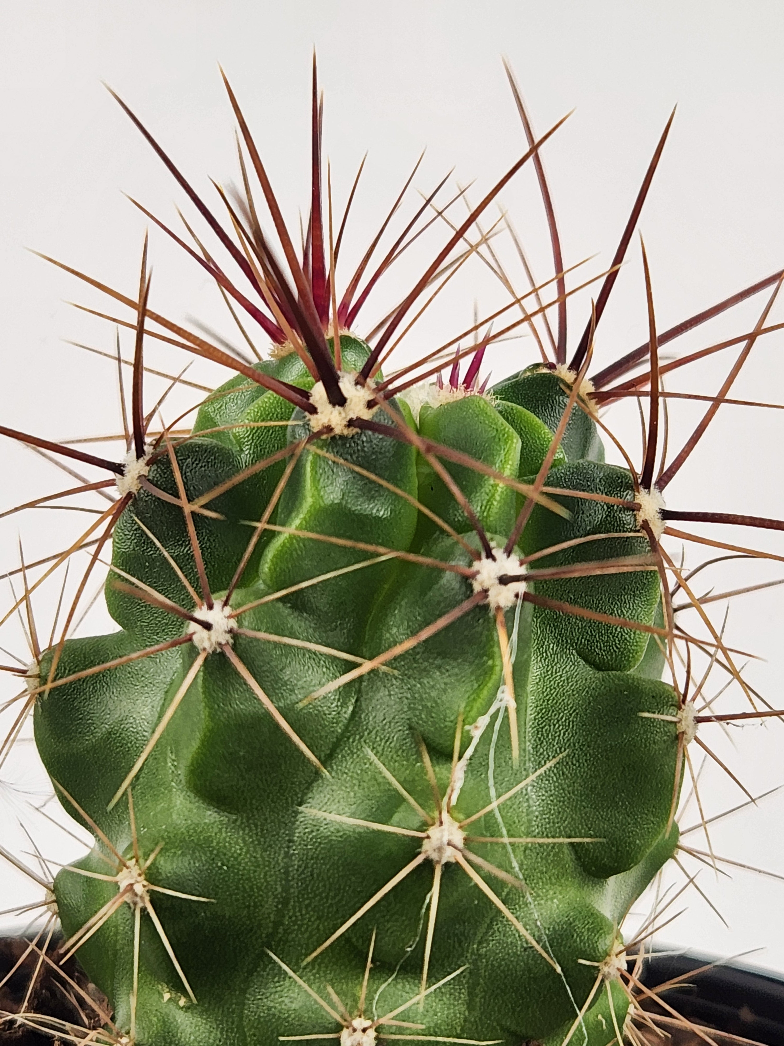 FEROCACTUS ROBUSTUS