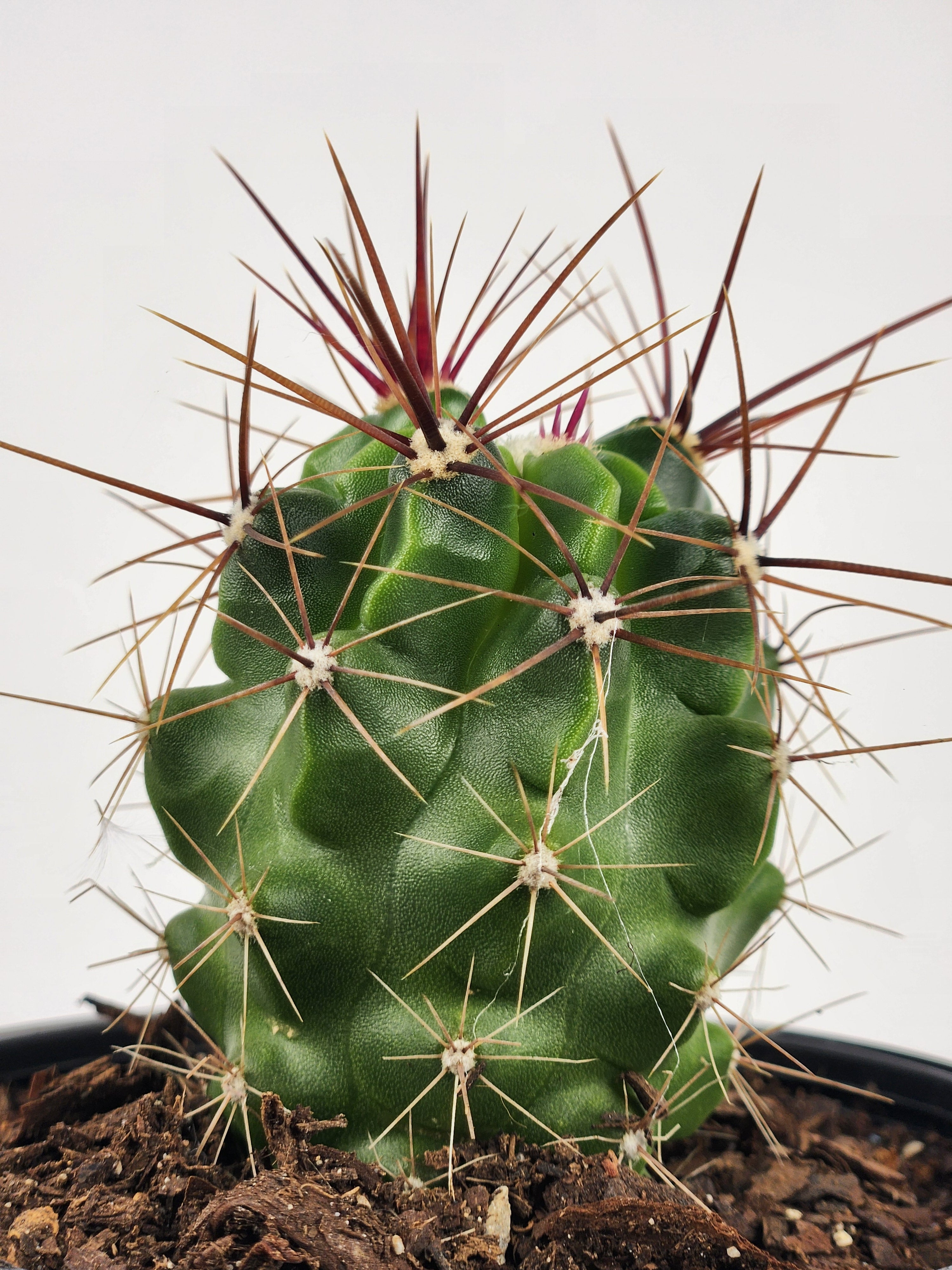 FEROCACTUS ROBUSTUS