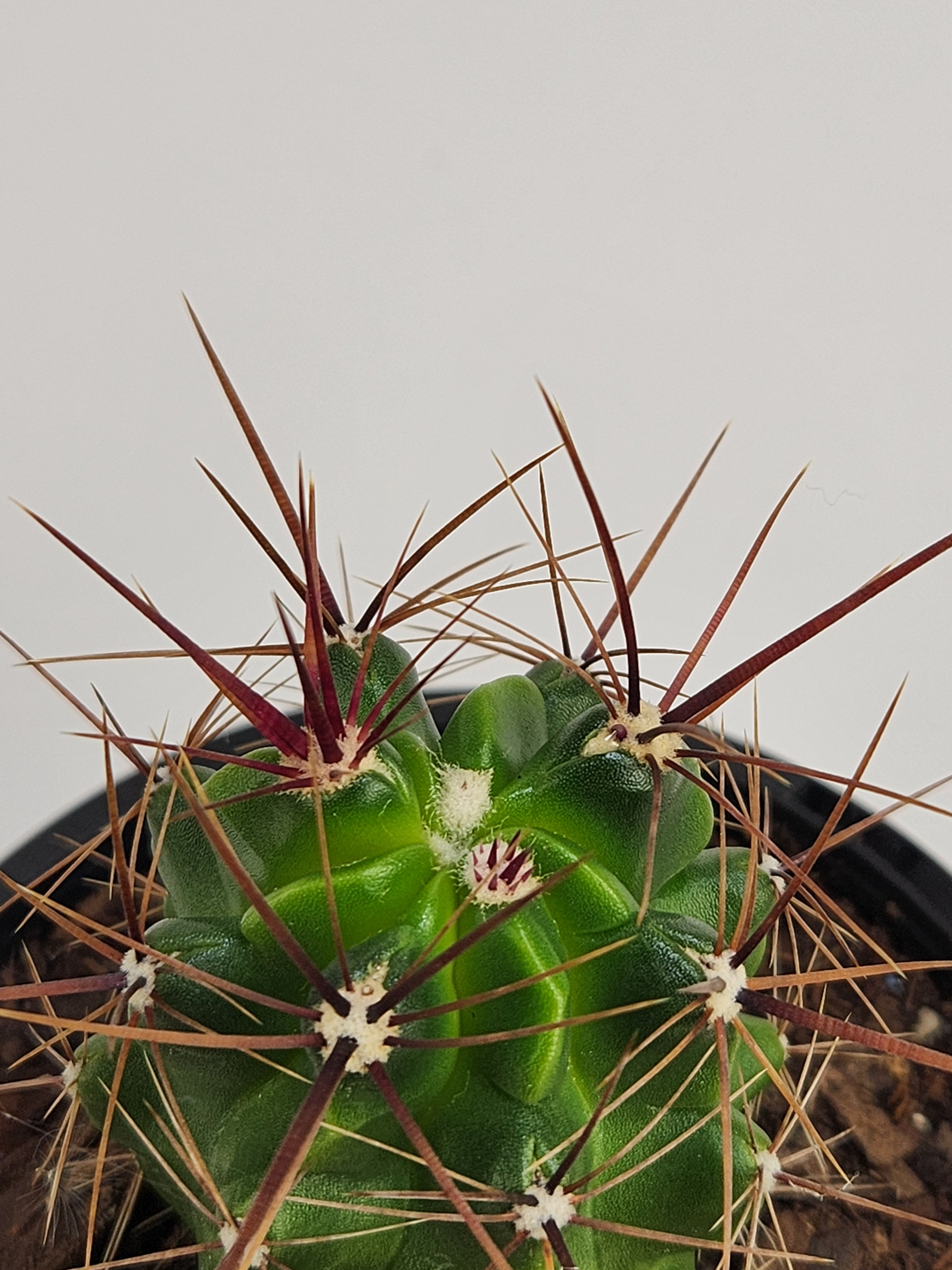 FEROCACTUS ROBUSTUS