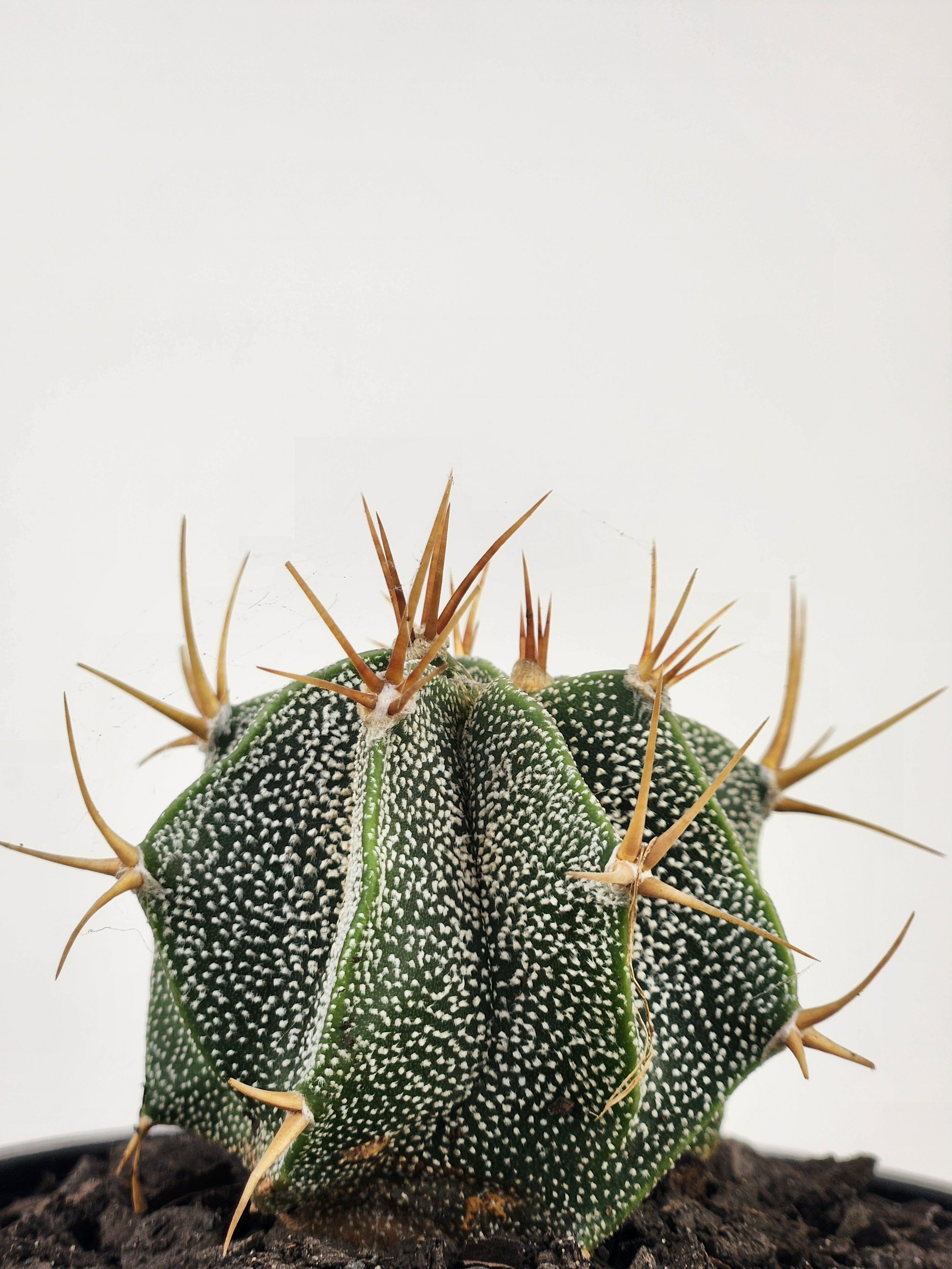 ASTROPHYTUM ORNATUM