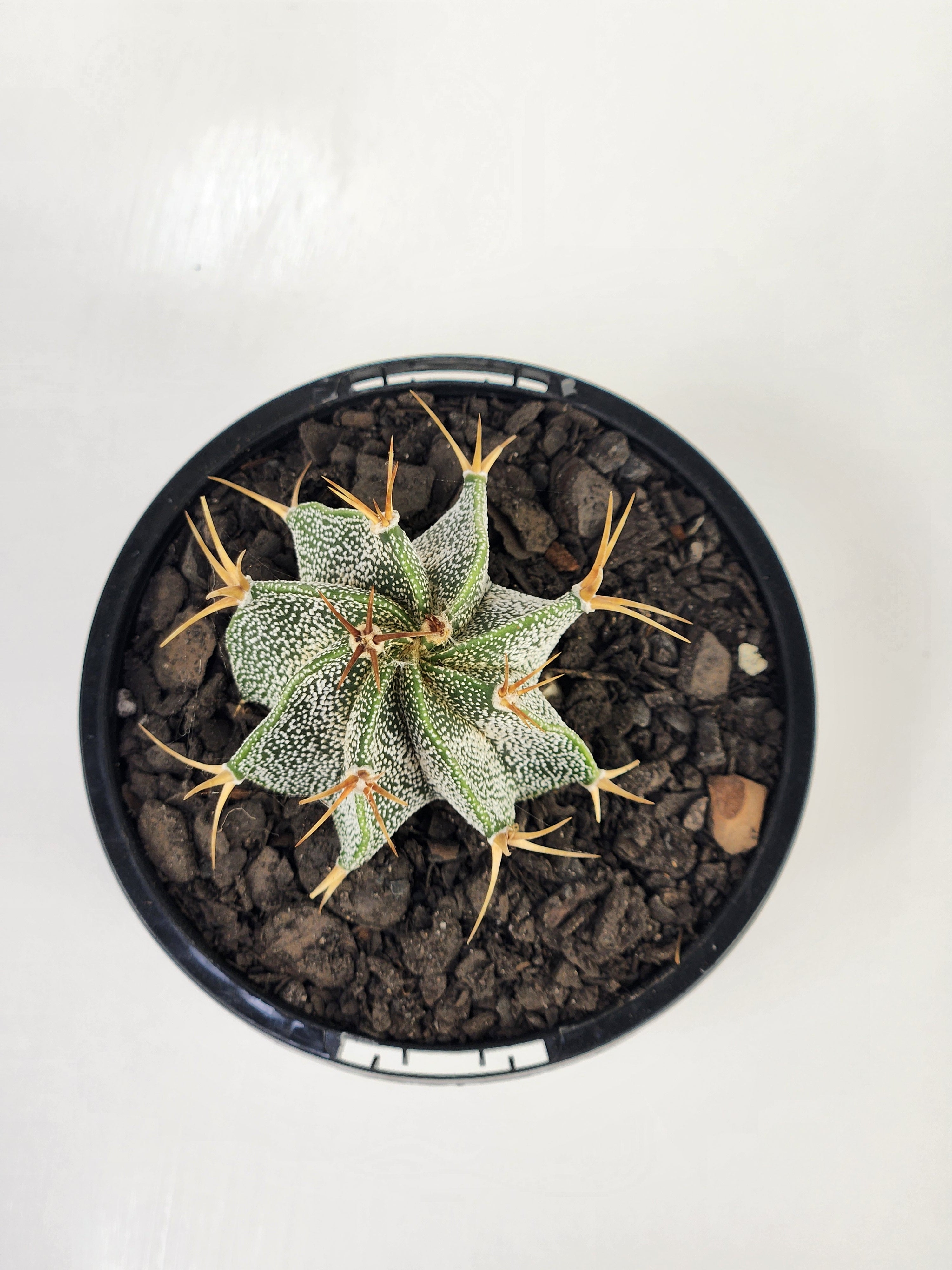 ASTROPHYTUM ORNATUM