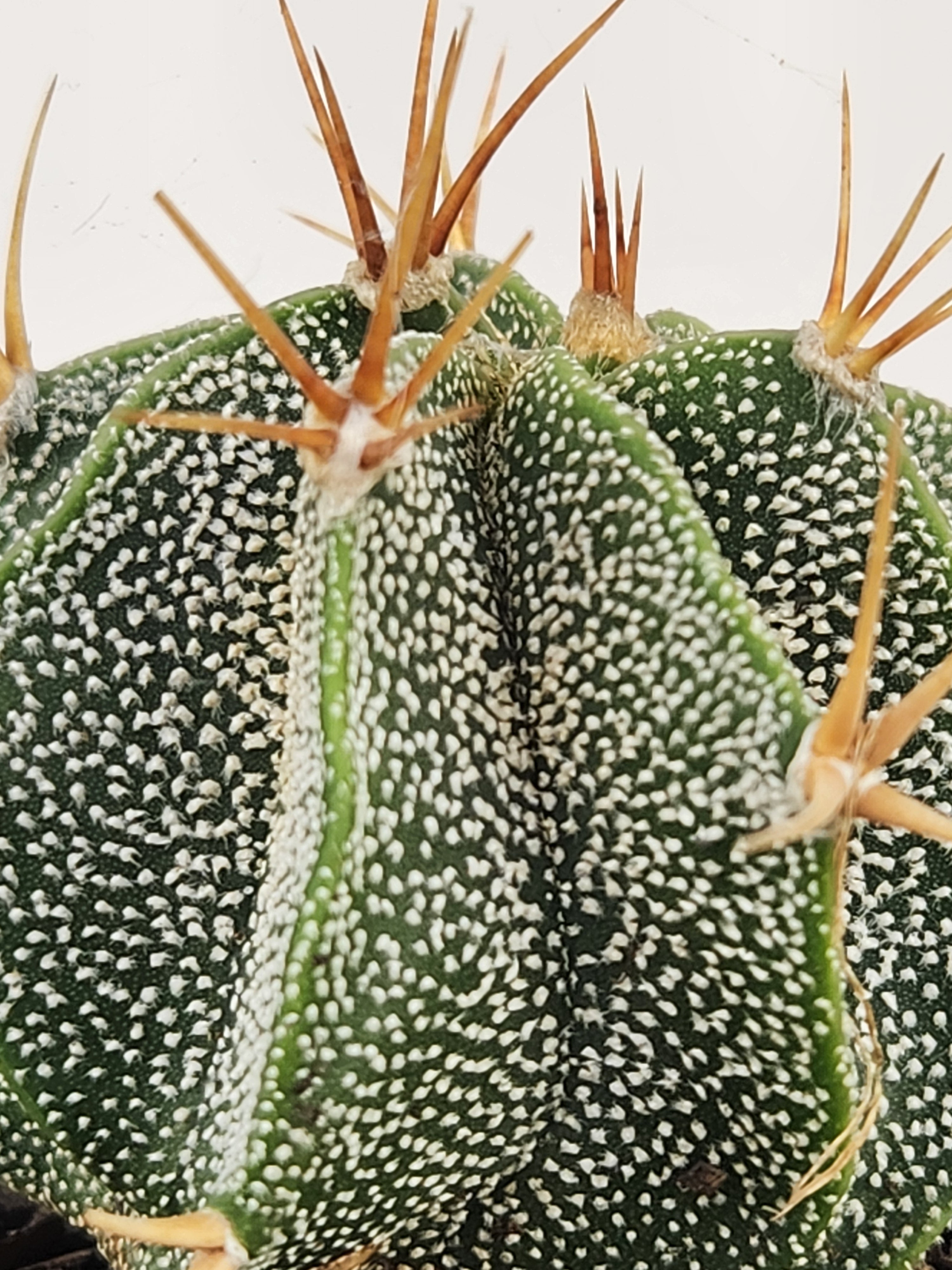 ASTROPHYTUM ORNATUM