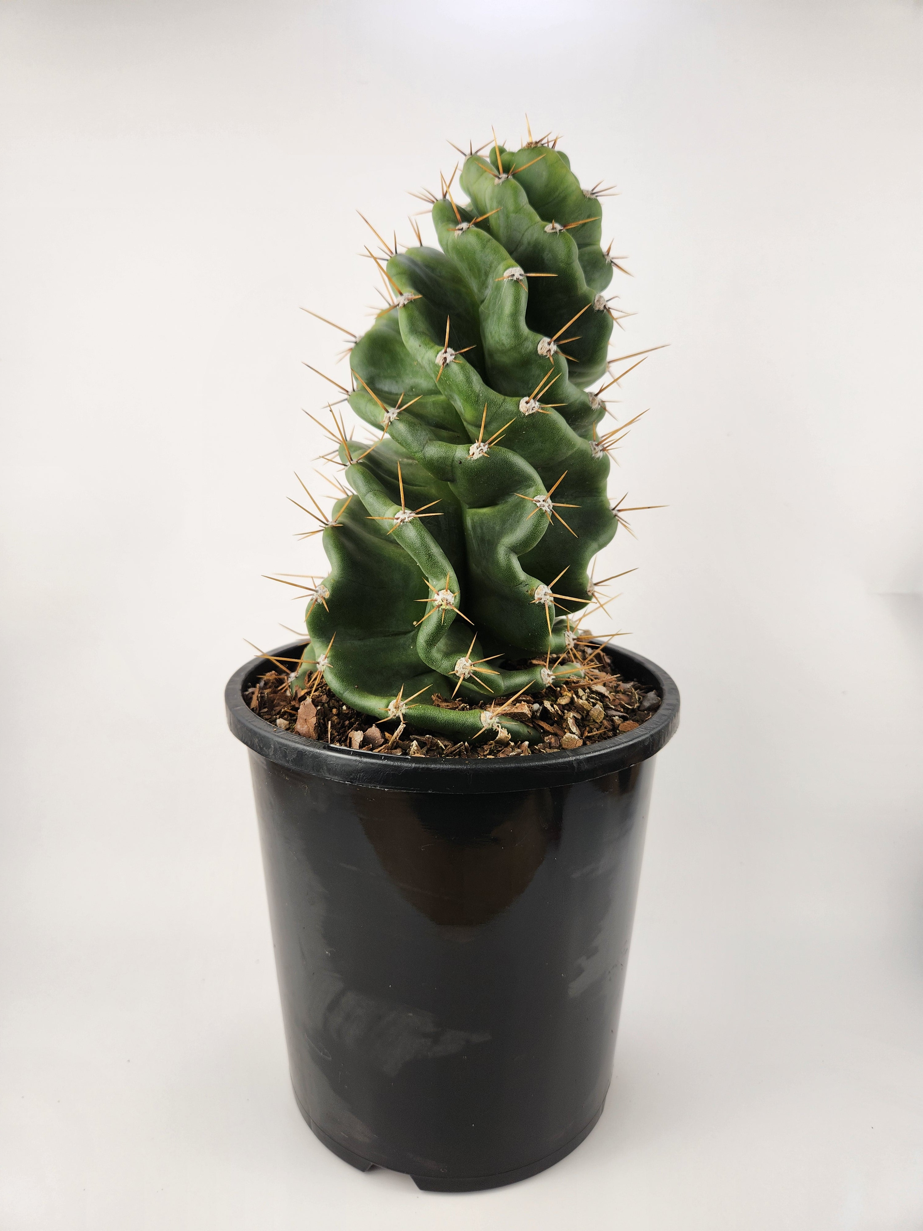 CEREUS FORBESII CV. SPIRALIS