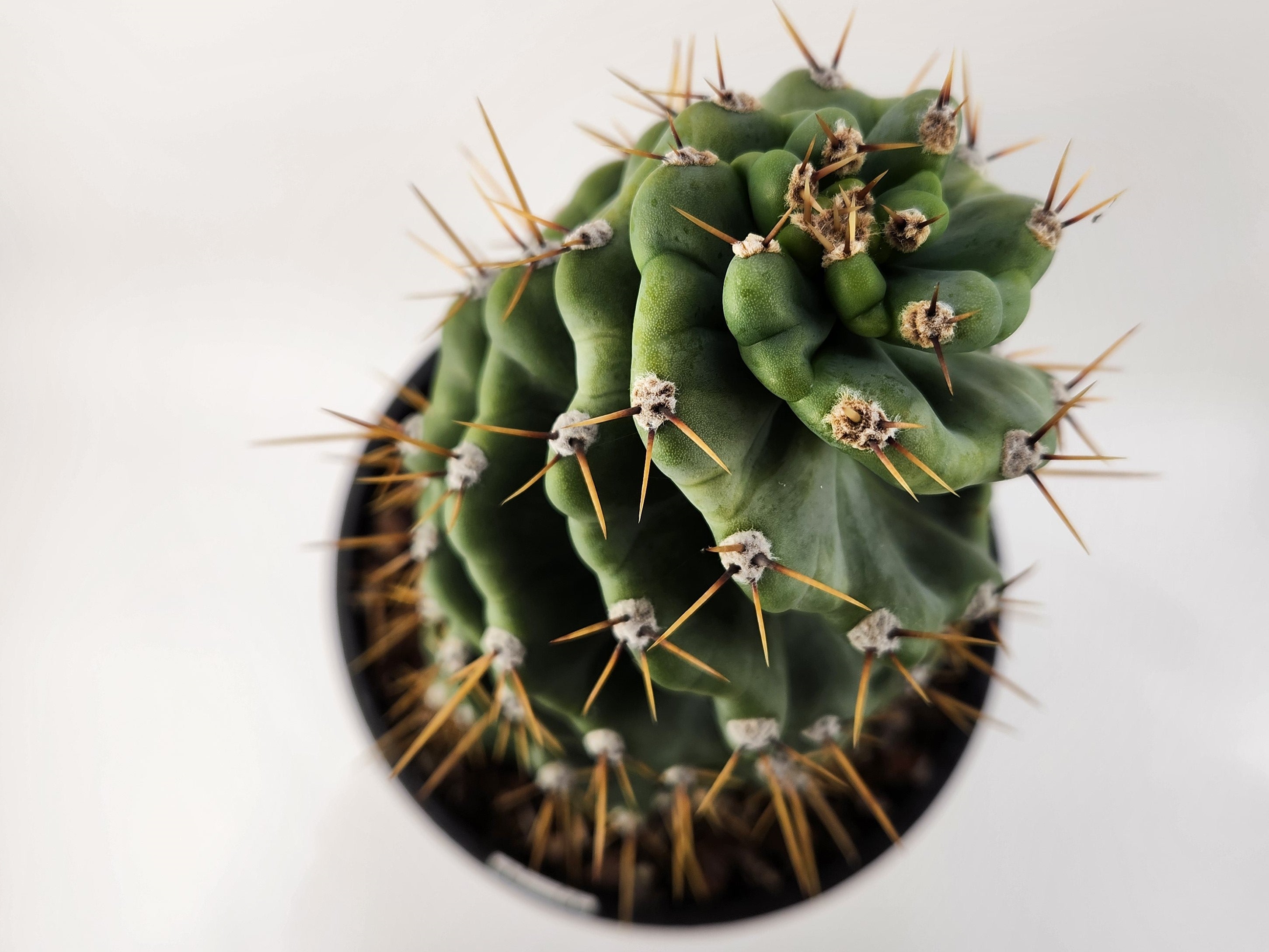 CEREUS FORBESII CV. SPIRALIS