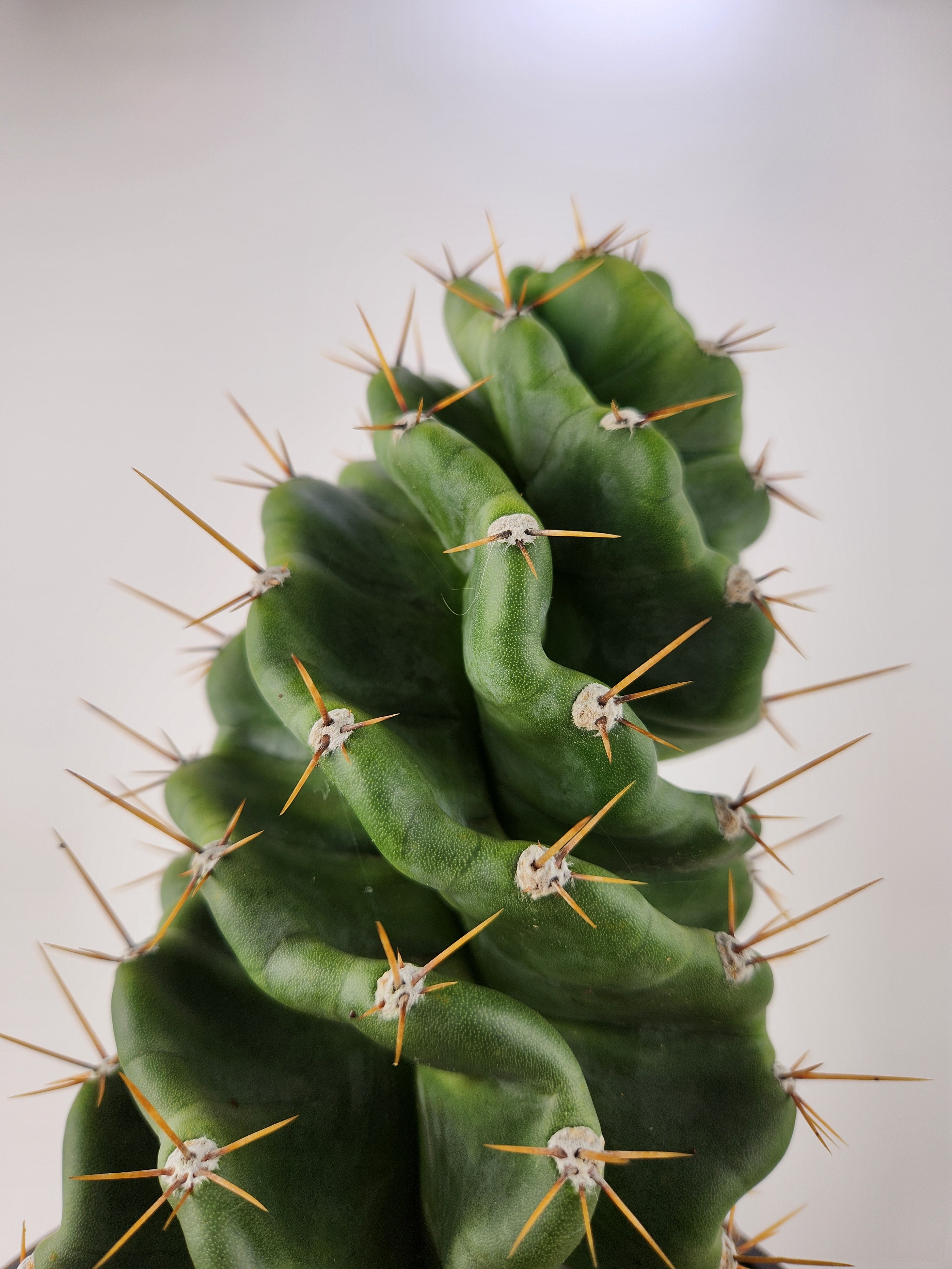 CEREUS FORBESII CV. SPIRALIS