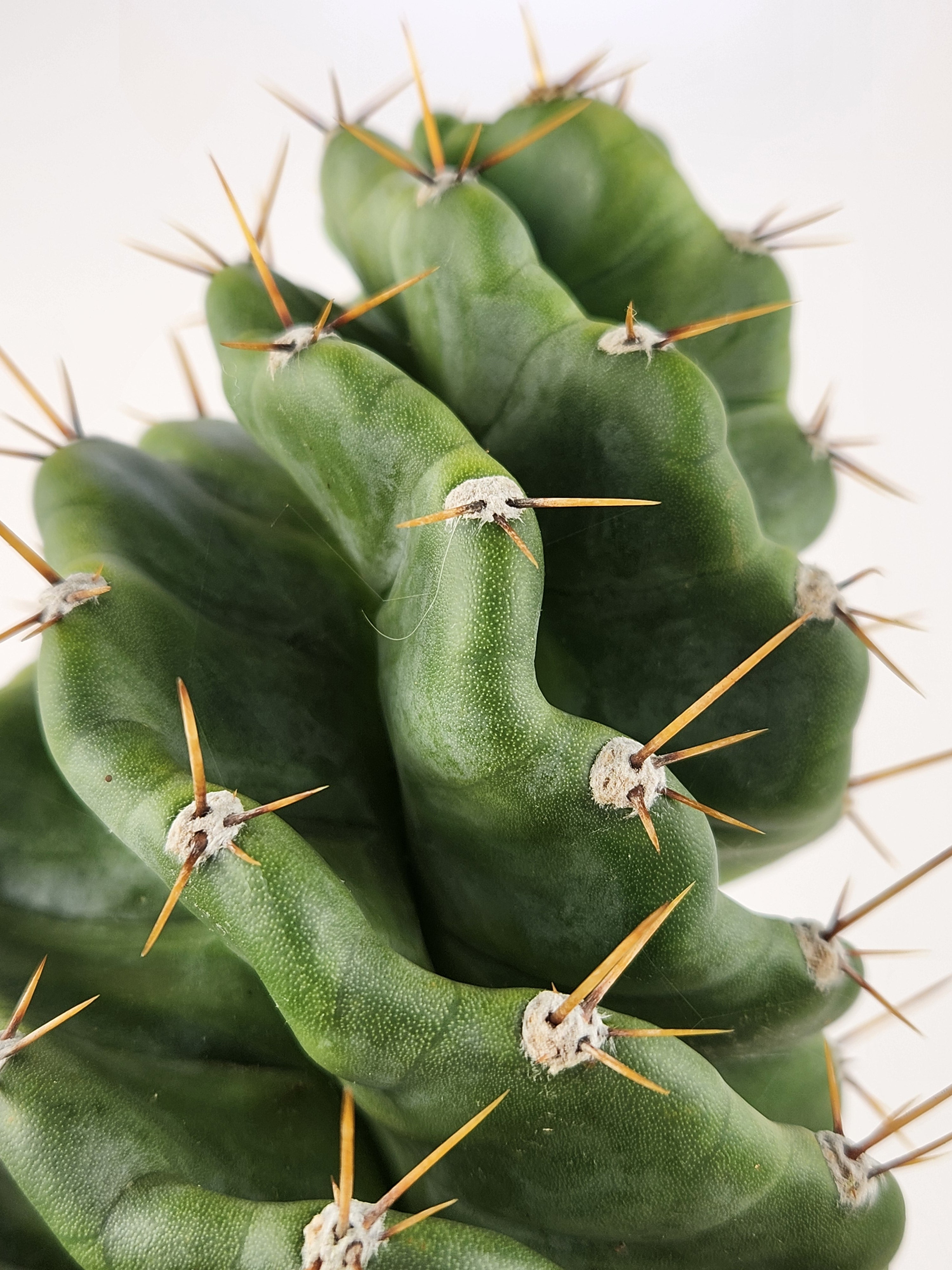 CEREUS FORBESII CV. SPIRALIS