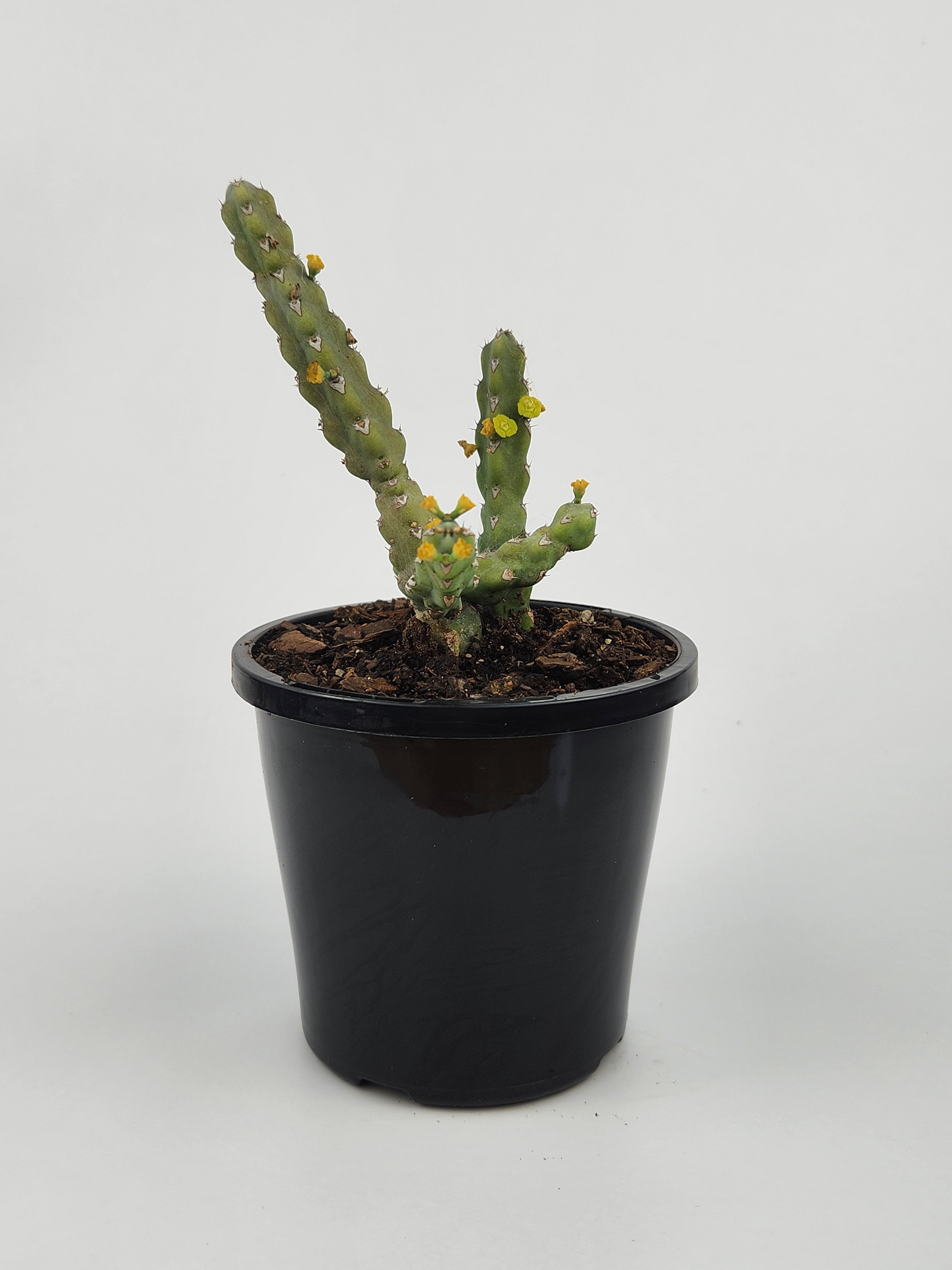 EUPHORBIA DEBILISPINA