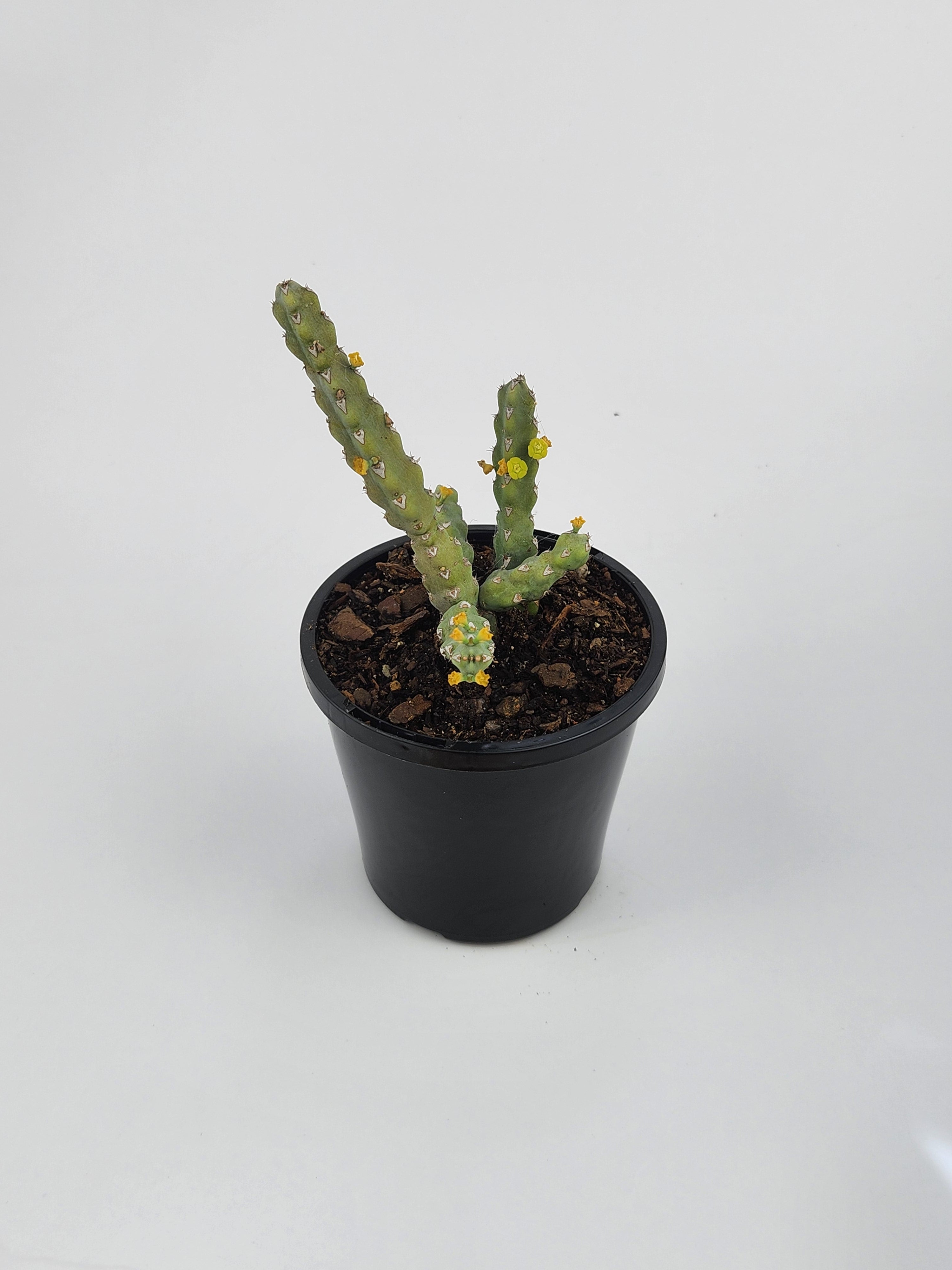 EUPHORBIA DEBILISPINA