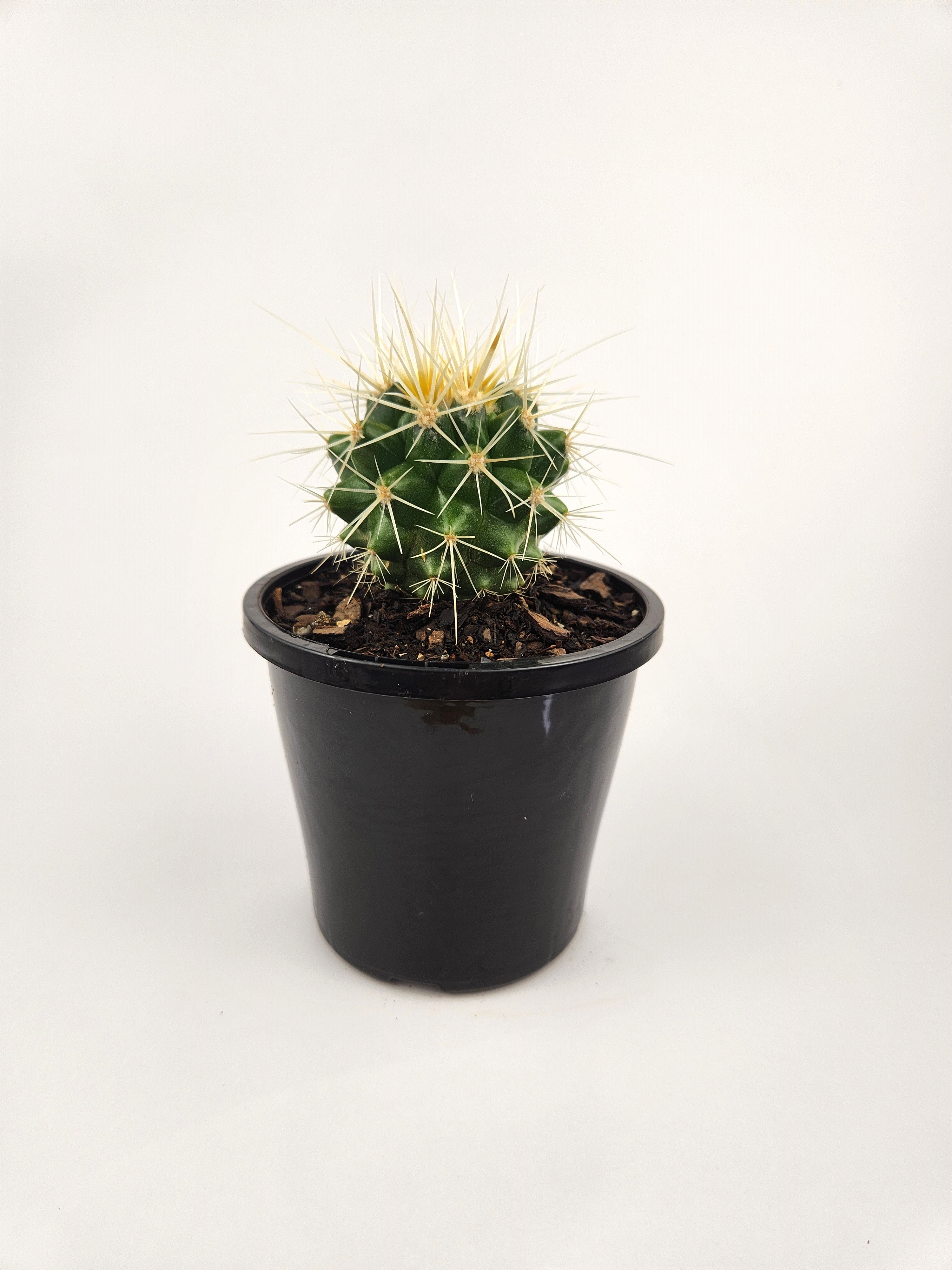 ECHINOCACTUS GRUSONII