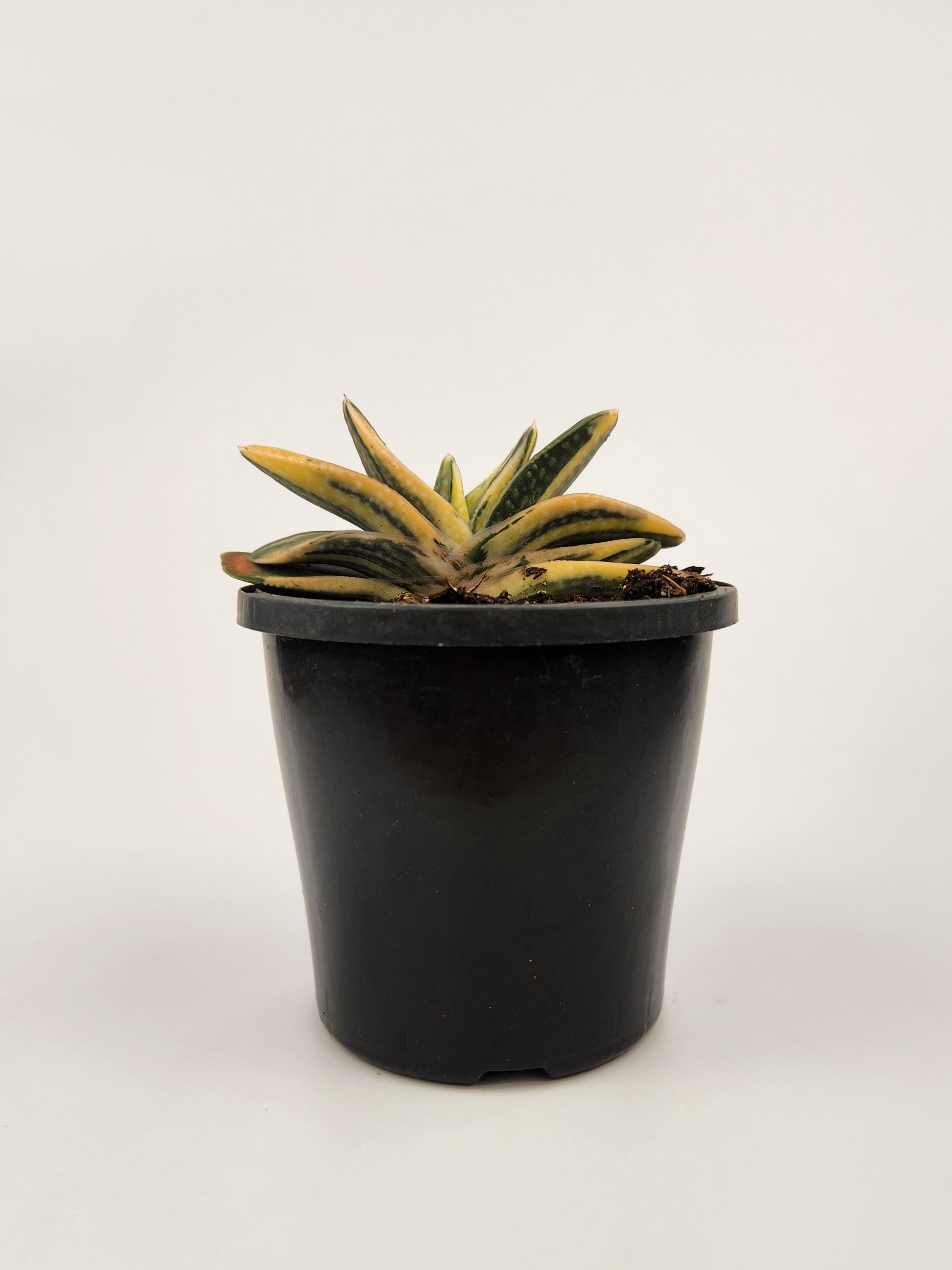 GASTERIA MINIMA F. VARIEGATA