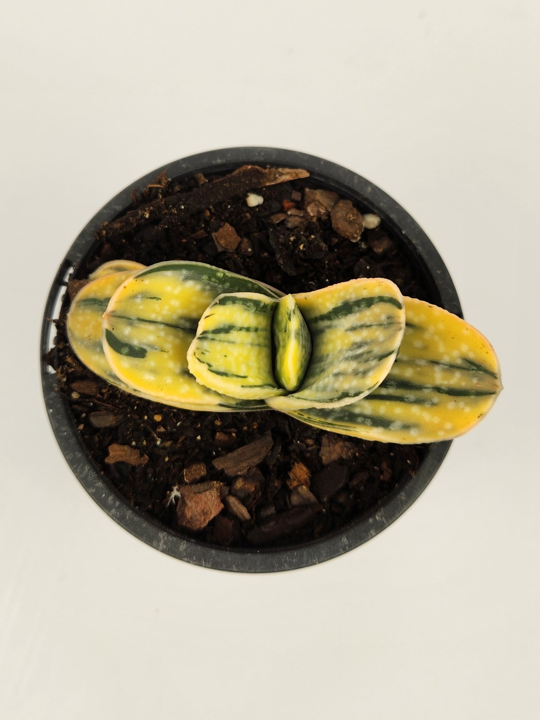 GASTERIA MINIMA F. VARIEGATA