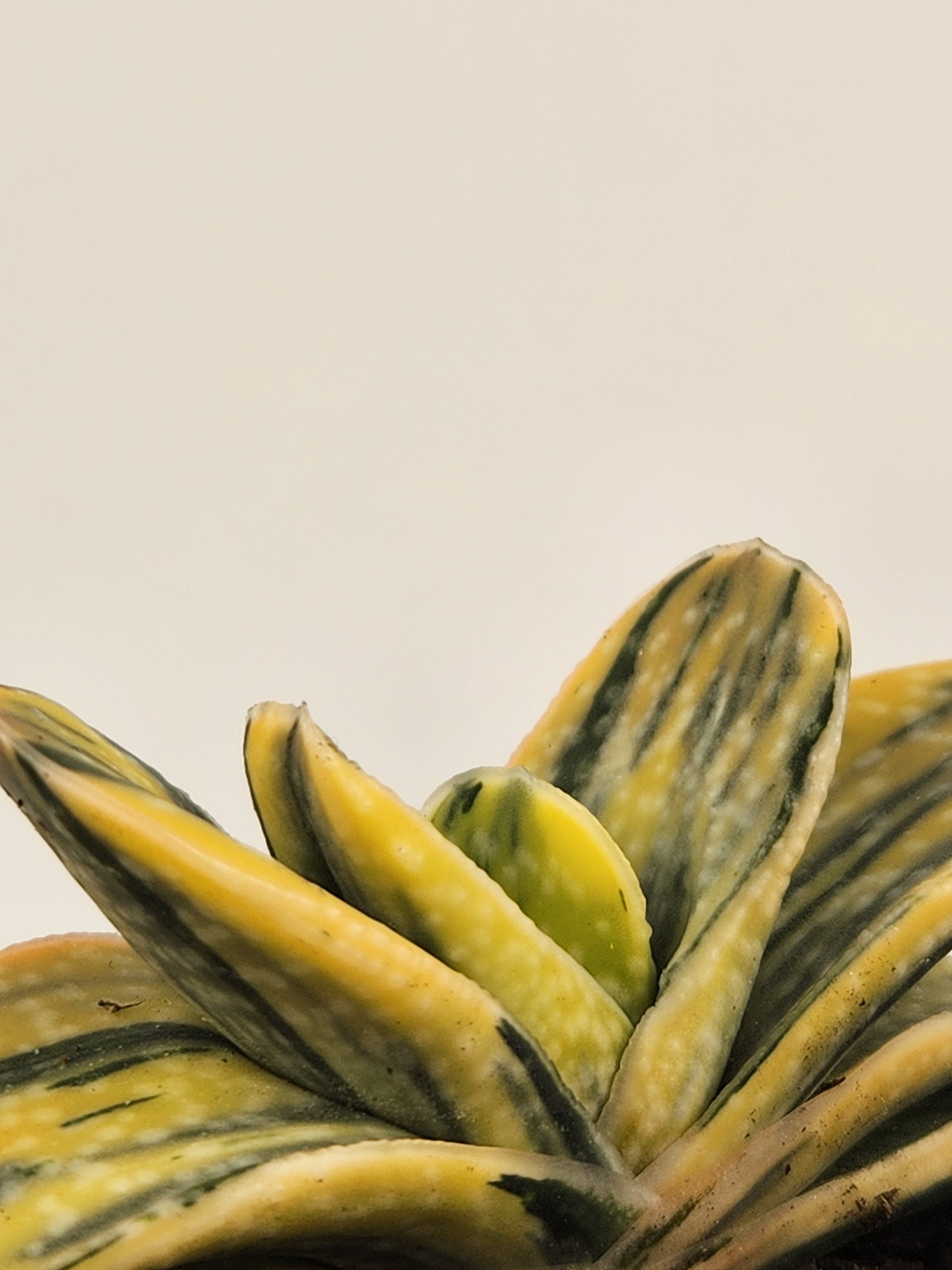 GASTERIA MINIMA F. VARIEGATA