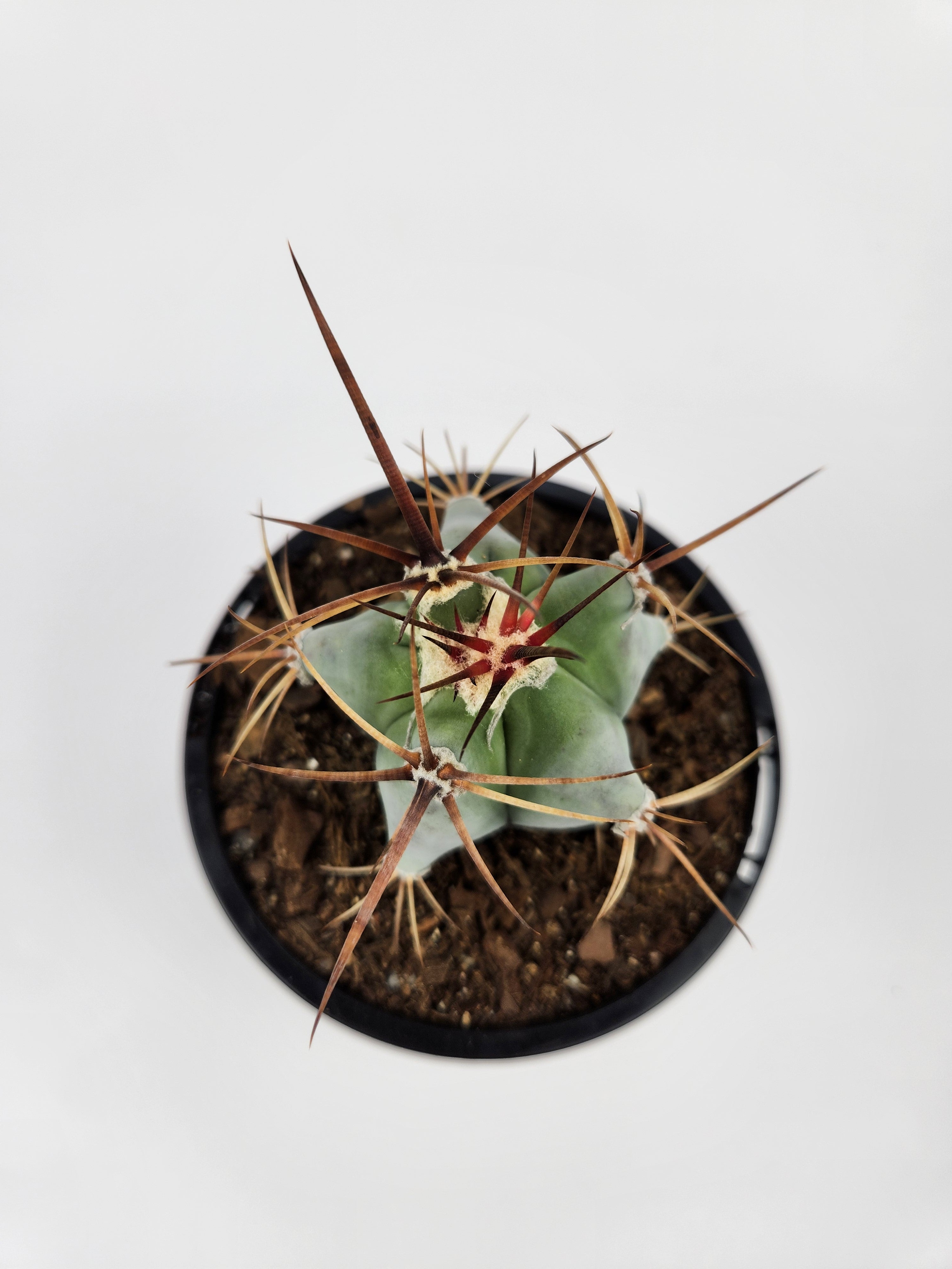 ECHINOCACTUS PLATYACANTHUS