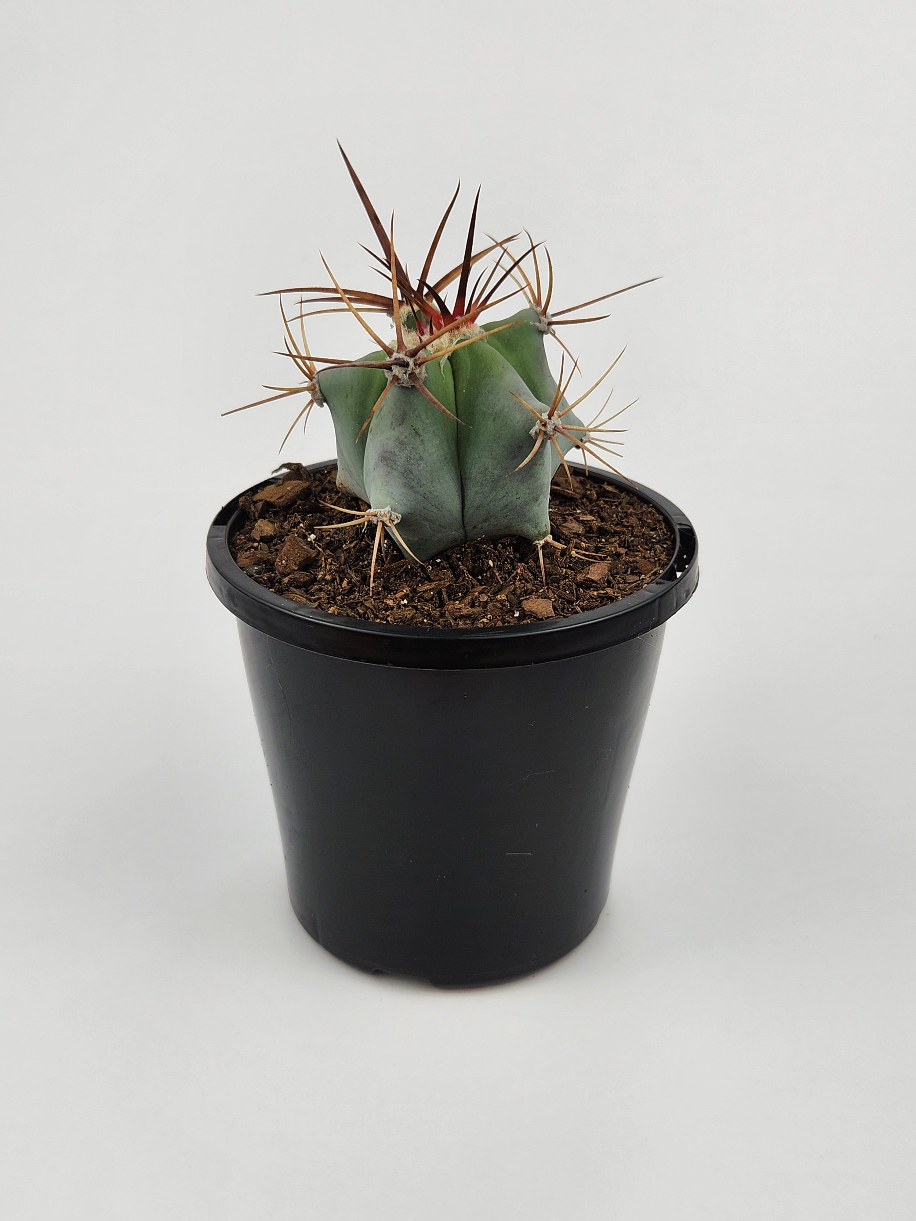 ECHINOCACTUS PLATYACANTHUS